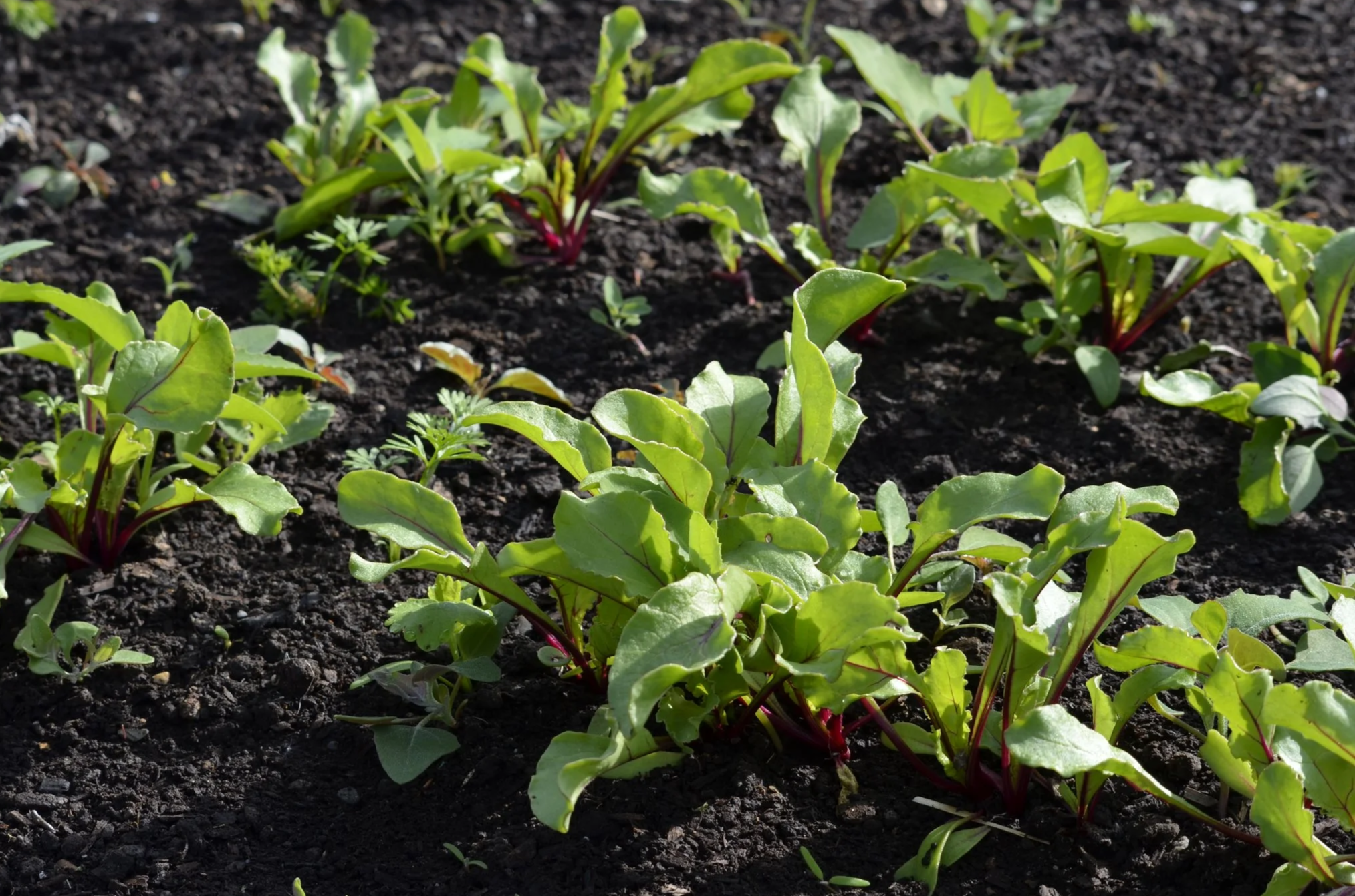 Planting Guide Zone 5