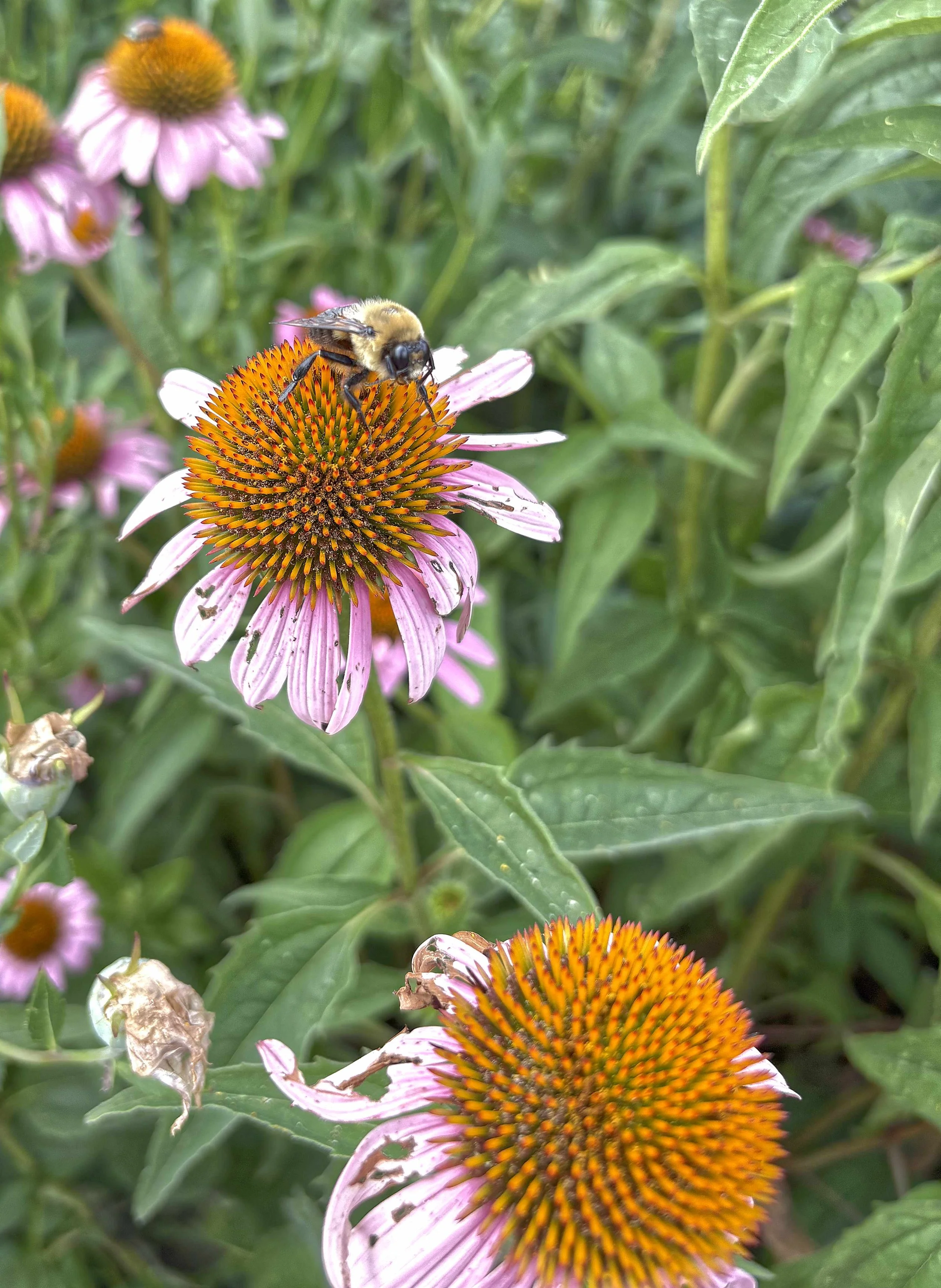 Honeybee 2.jpg