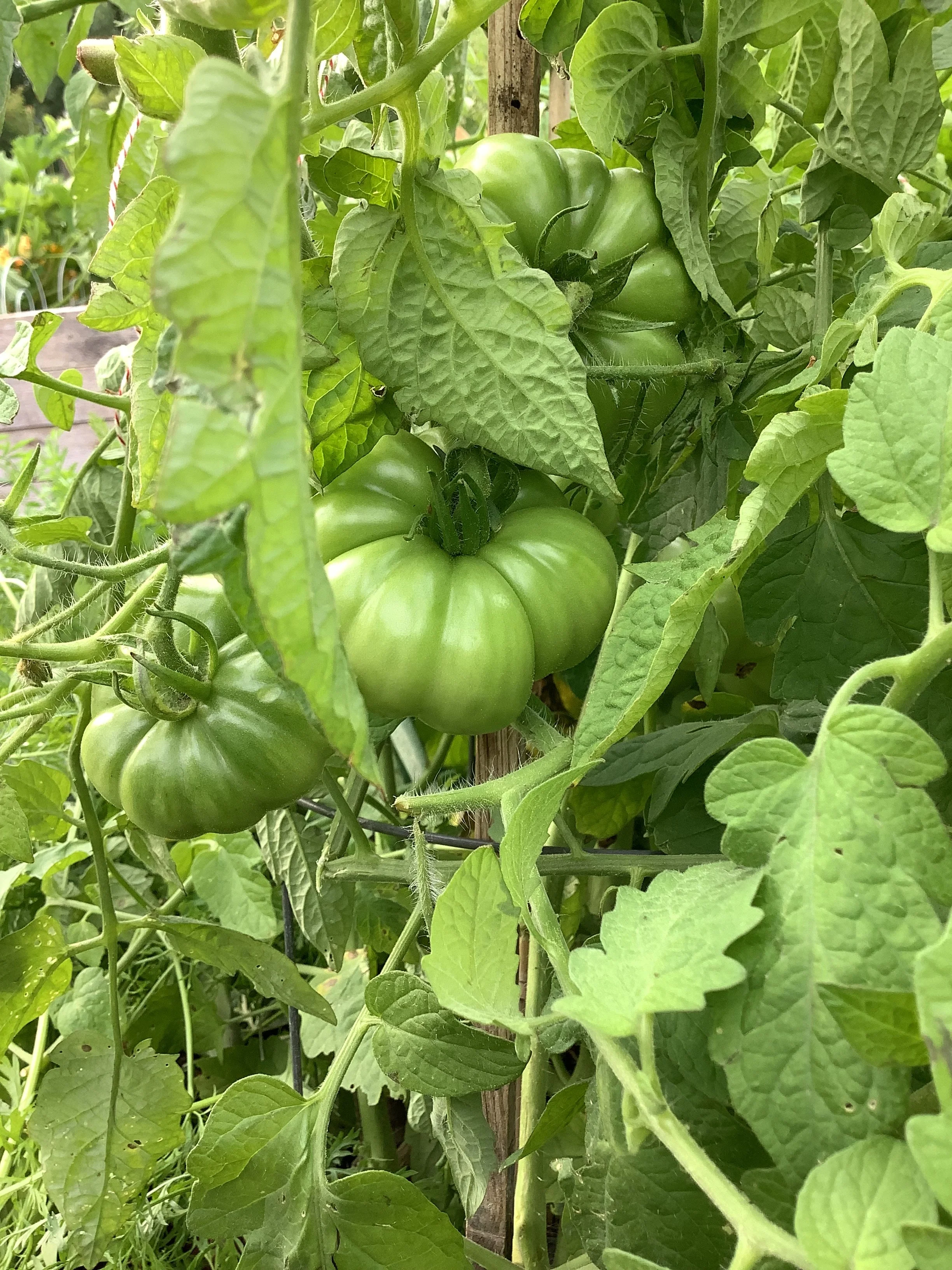 IMG_0774.jpeg