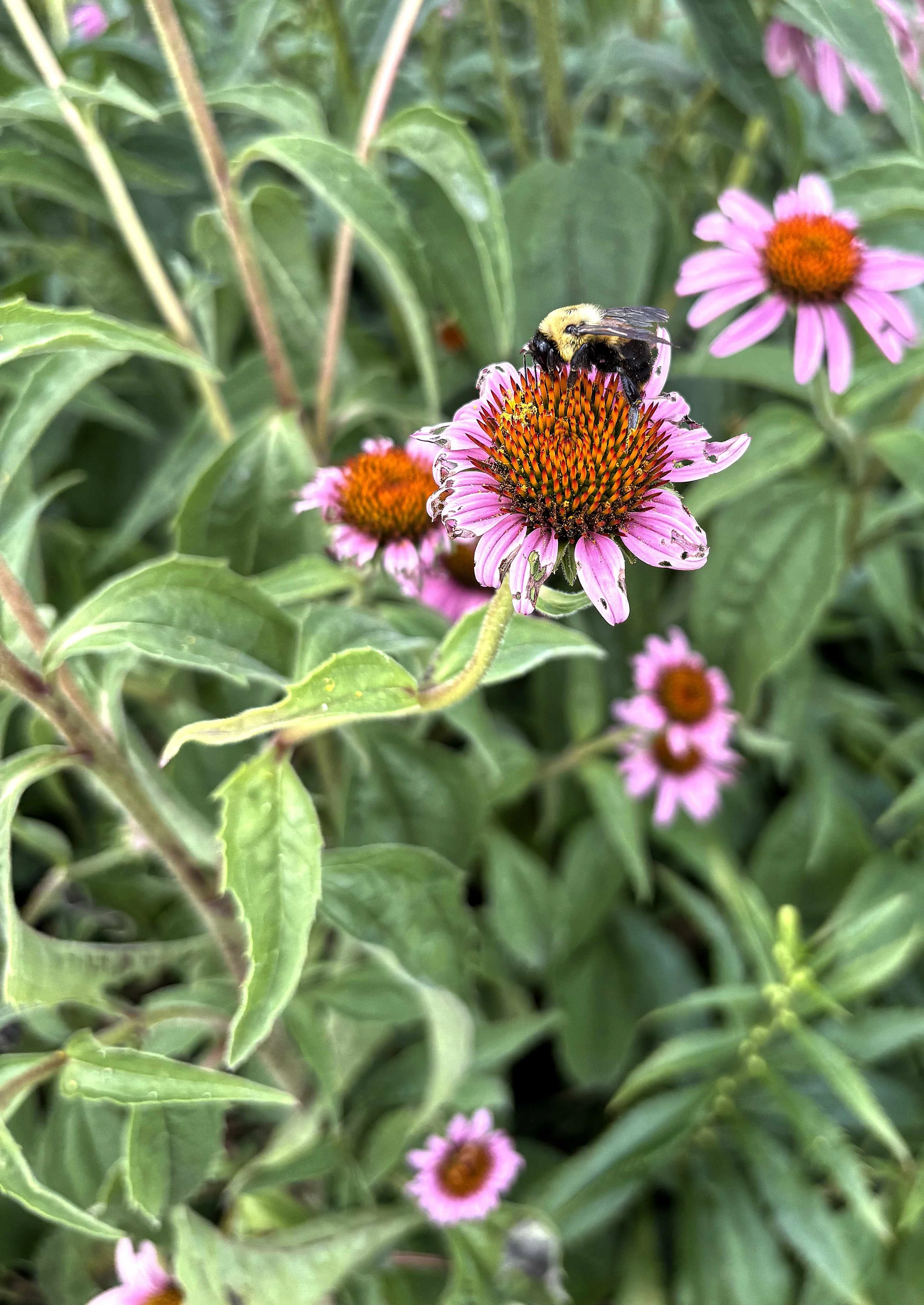 Honeybee 1.jpg