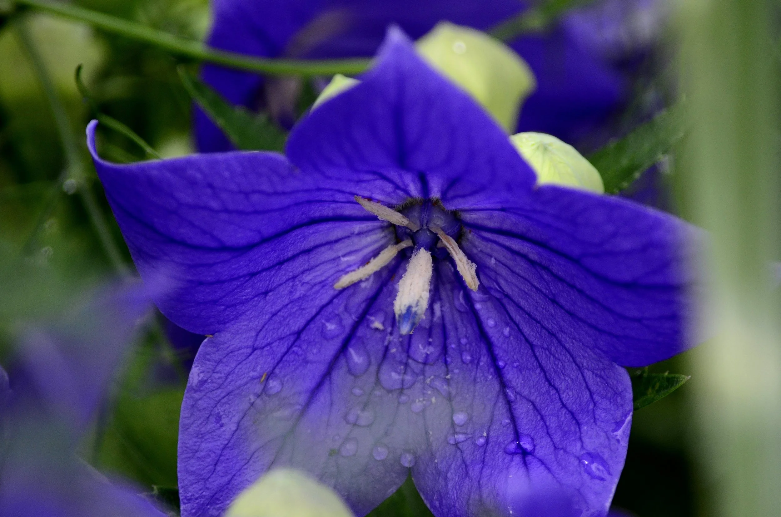 blue.jpg