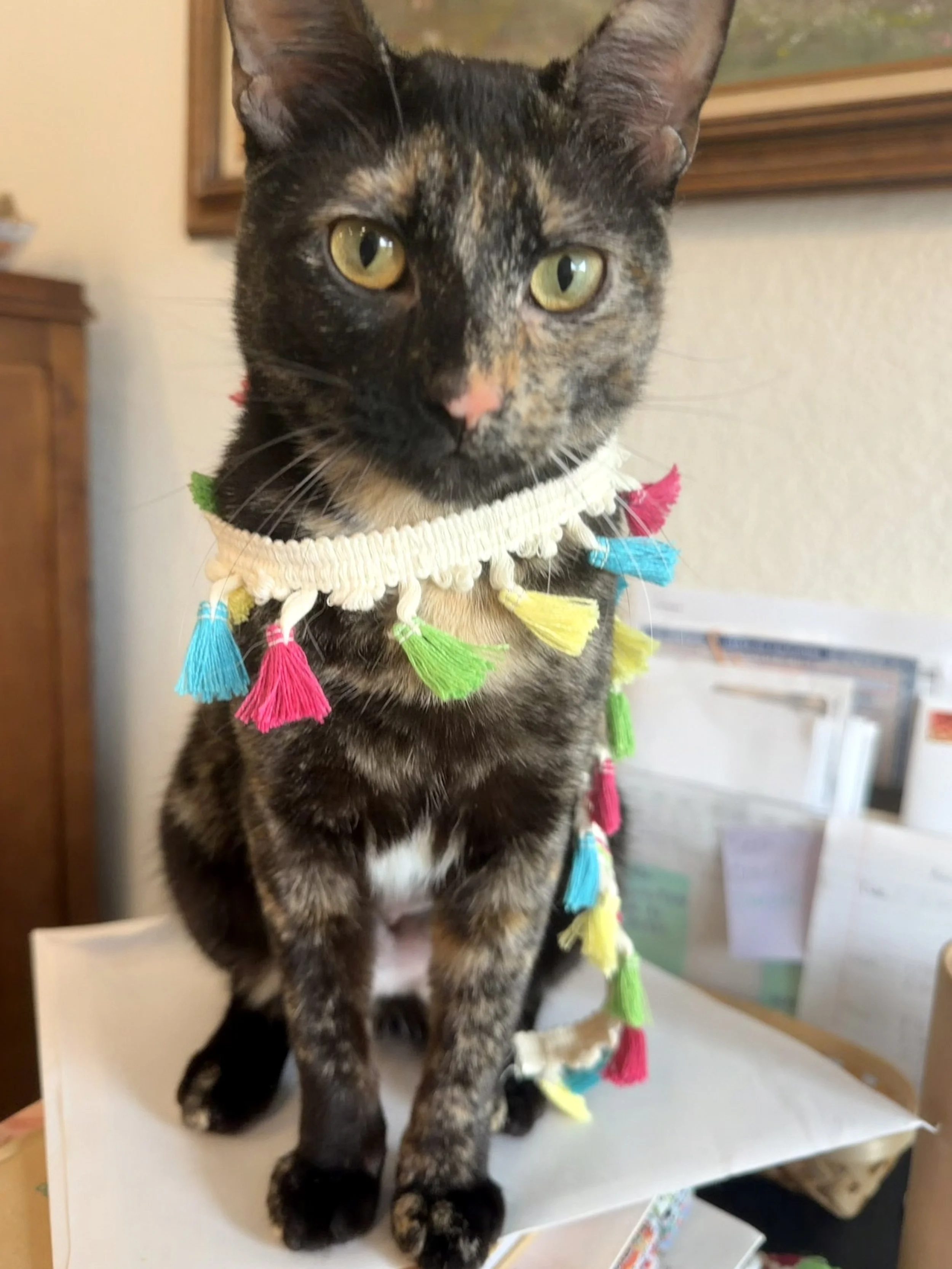 A multicolored kitten with a pink nose sitting on a white surface, wearing a colorful tassel necklace, with a background of framed artwork and papers.