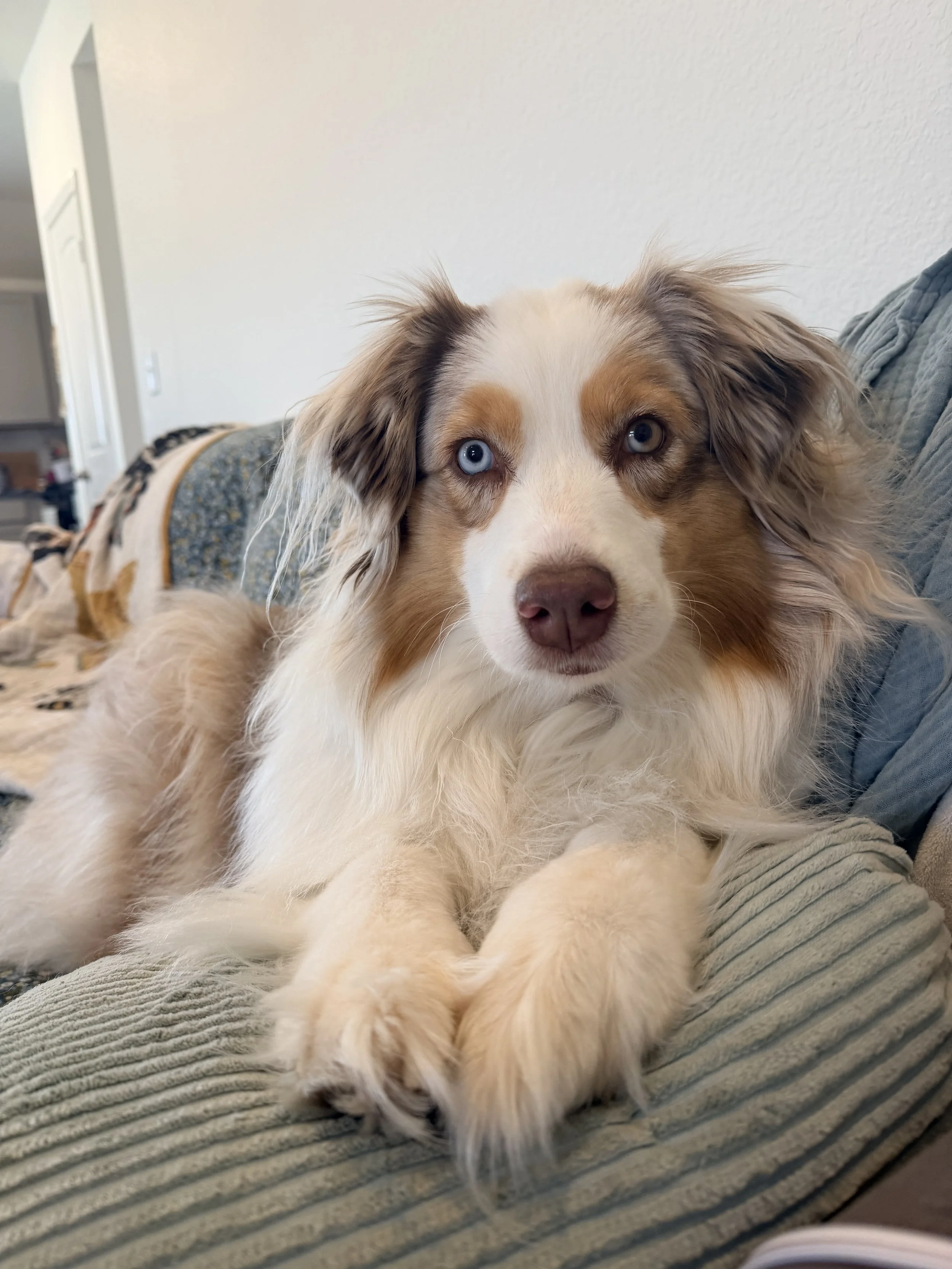 Close-up of an Australian Shepherd puppy with blue eyes, lying on a striped gray fabric surface.