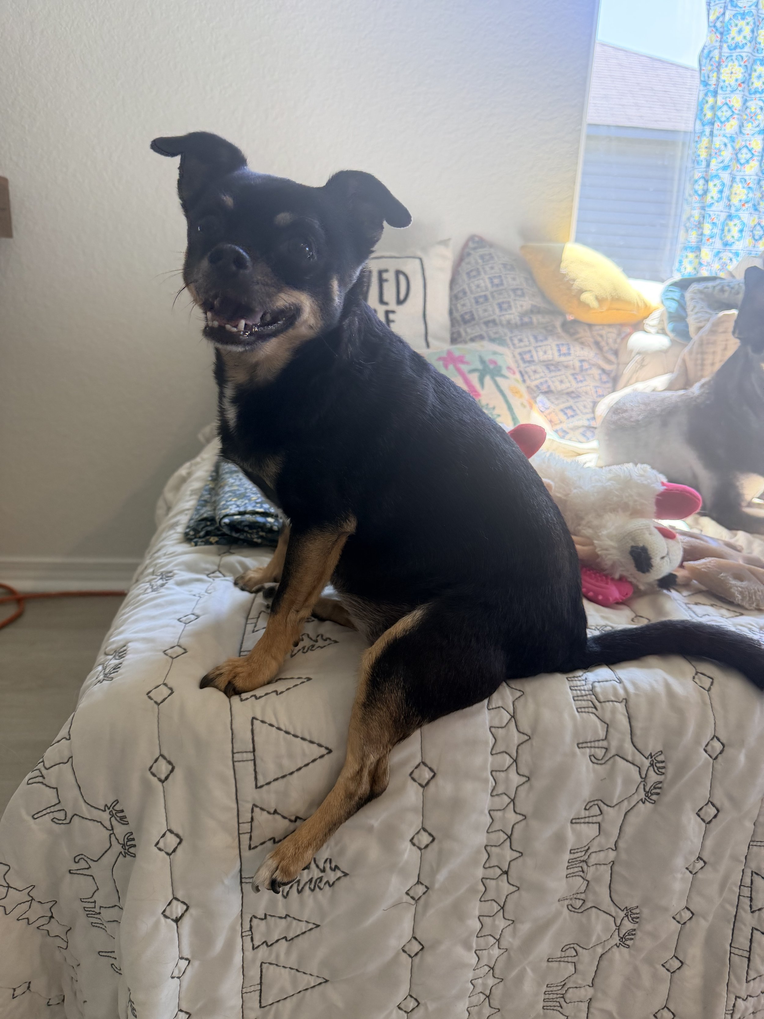 A small black and tan dog, possibly a Chihuahua mix, sitting on a bed with a white comforter decorated with black geometric patterns and reindeer. The dog is looking at the camera, with its mouth slightly open, showing teeth. In the background, there is a window with daylight coming in, a yellow pillow, and several plush toys including a white stuffed animal with red hooves and a pink toy. The room appears cozy and bright.