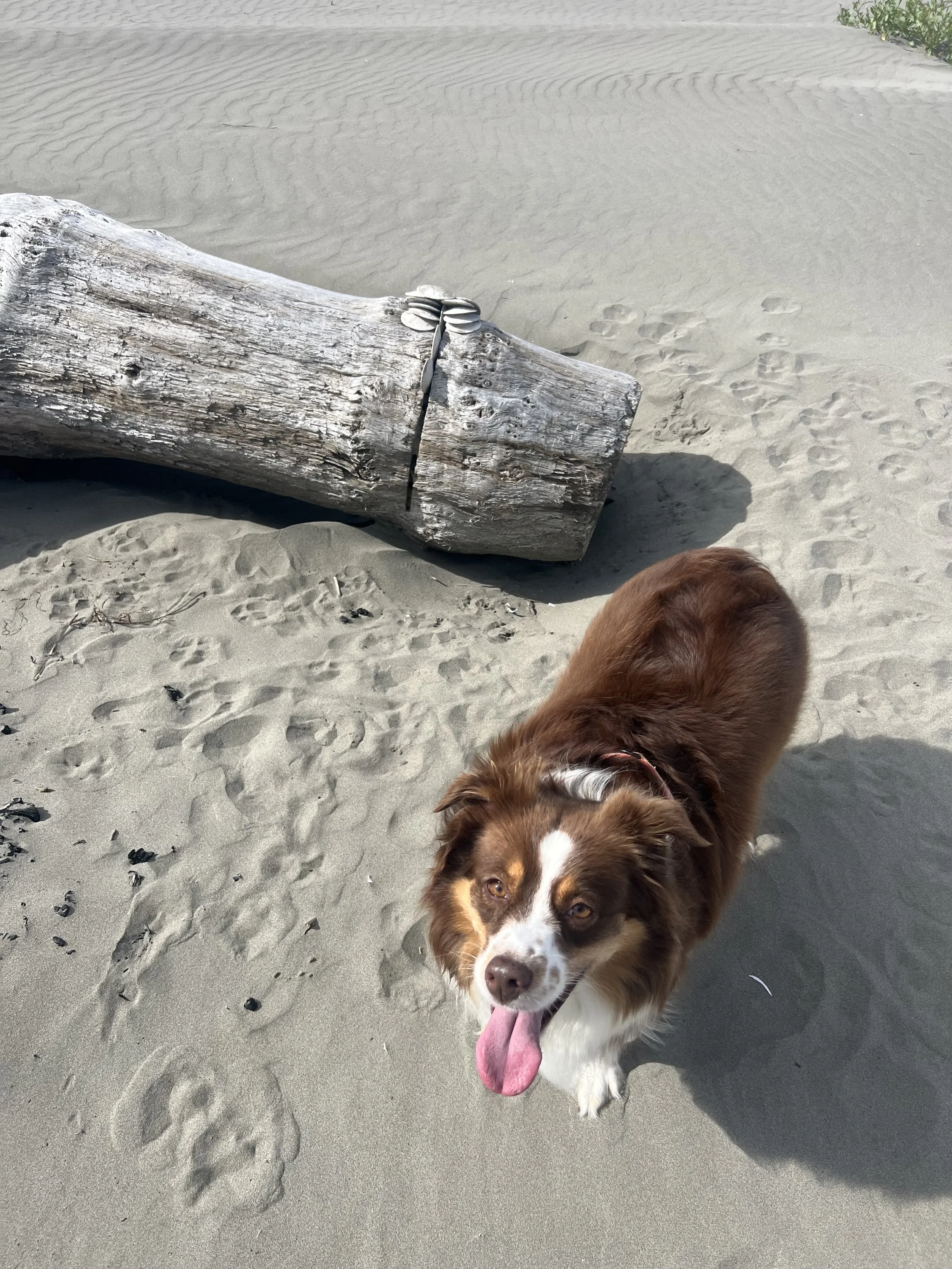 A happy dog with brown and white fur, face towards the camera, tongue out, standing on sandy beach near a weathered log and some footprints in the sand.