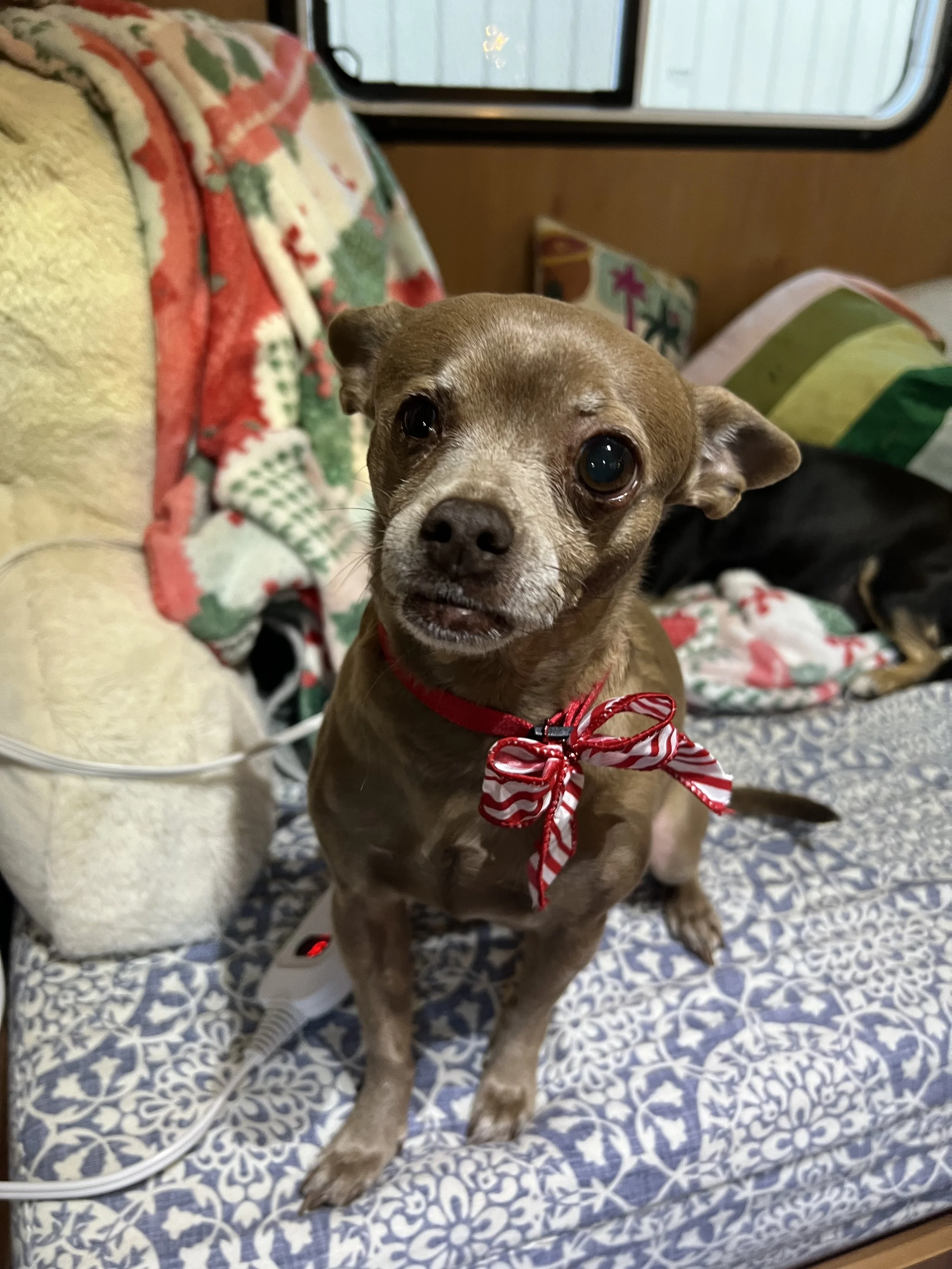 A small brown dog with a red and white striped bow around its neck sitting on a patterned blue and white rug inside a camper or RV. The dog is looking directly at the camera with one eye slightly squinted. Behind it are colorful pillows and blankets, and a window with a view of the outside.