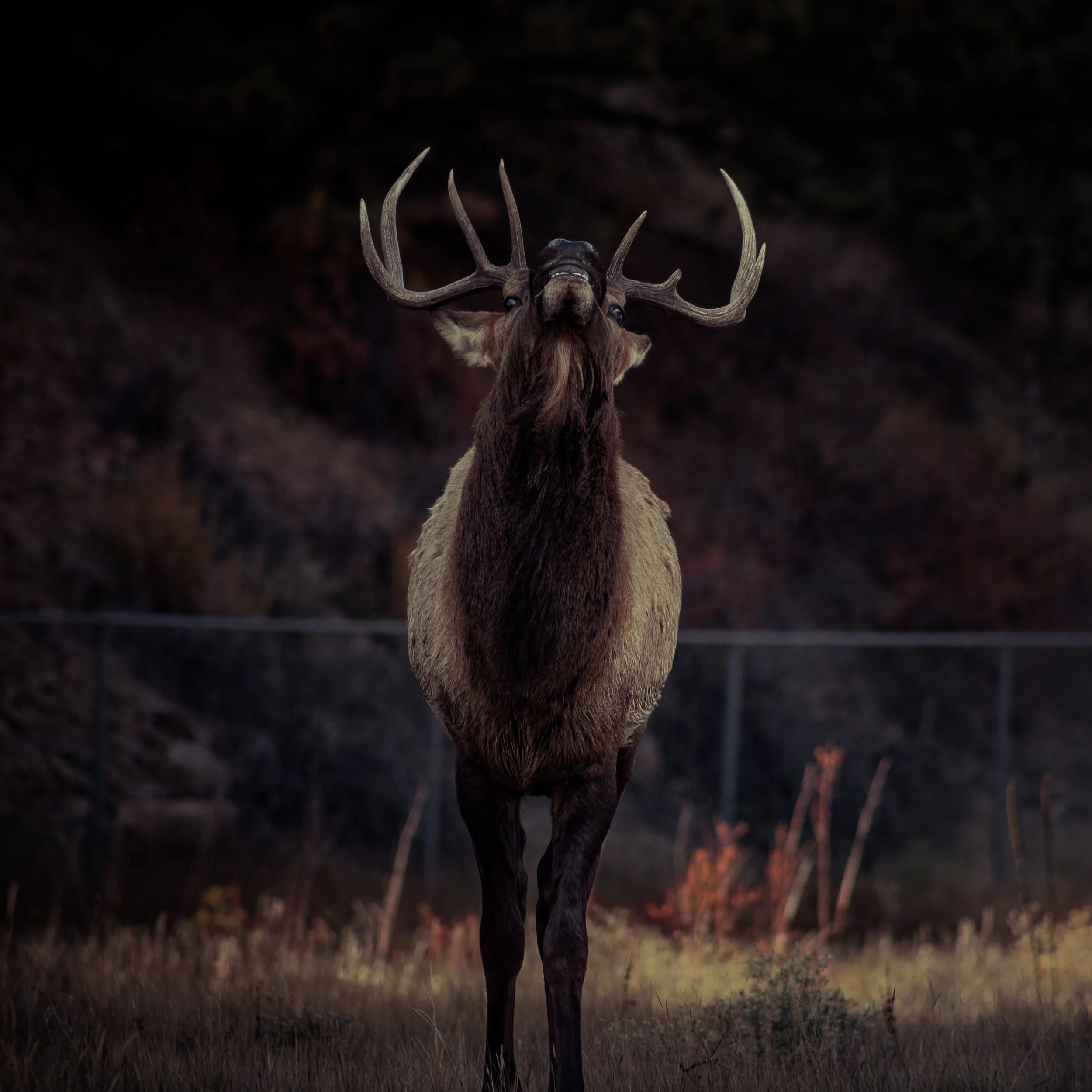 RMNP2024-6.jpeg