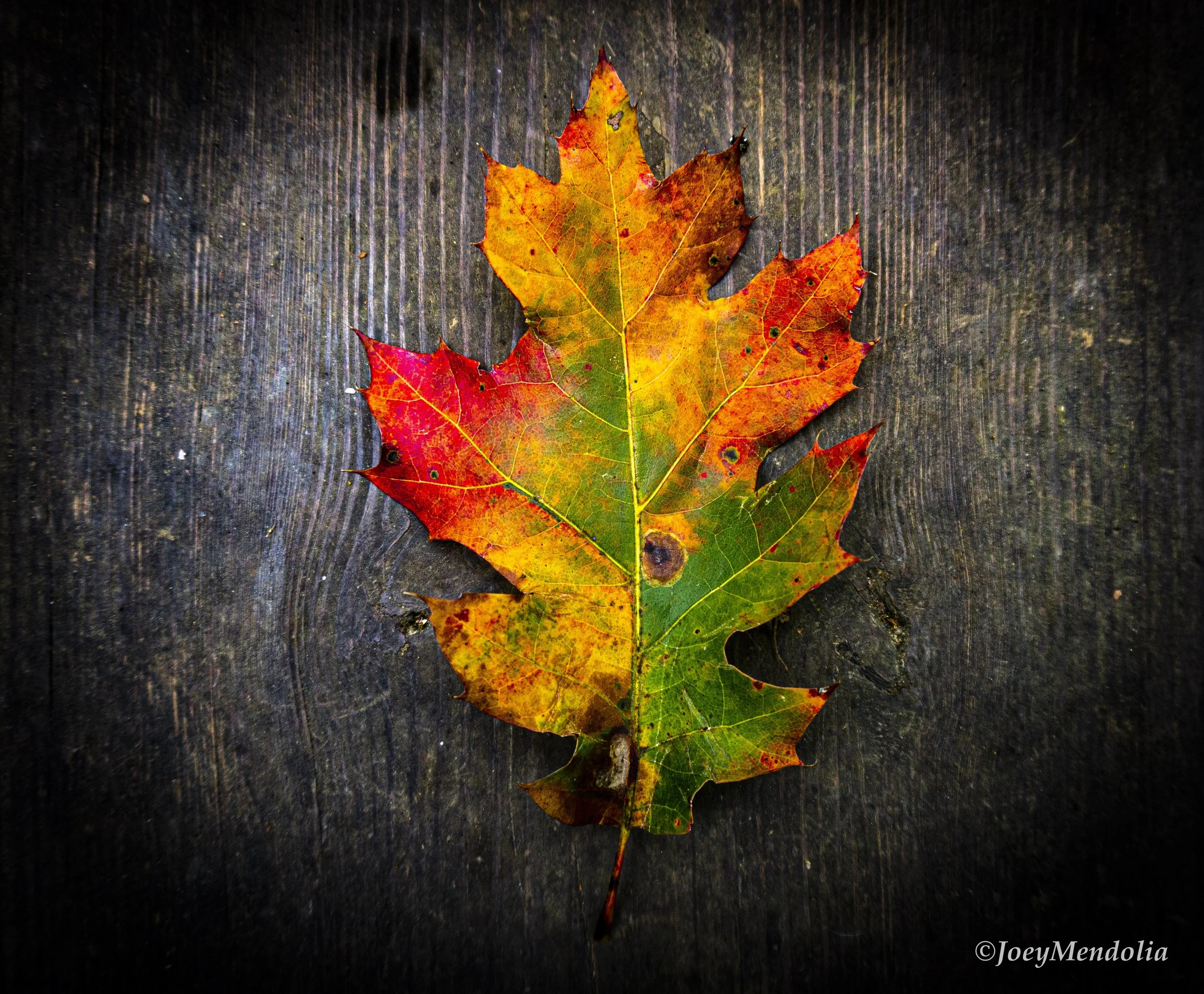 Fall Leaves-4.jpeg
