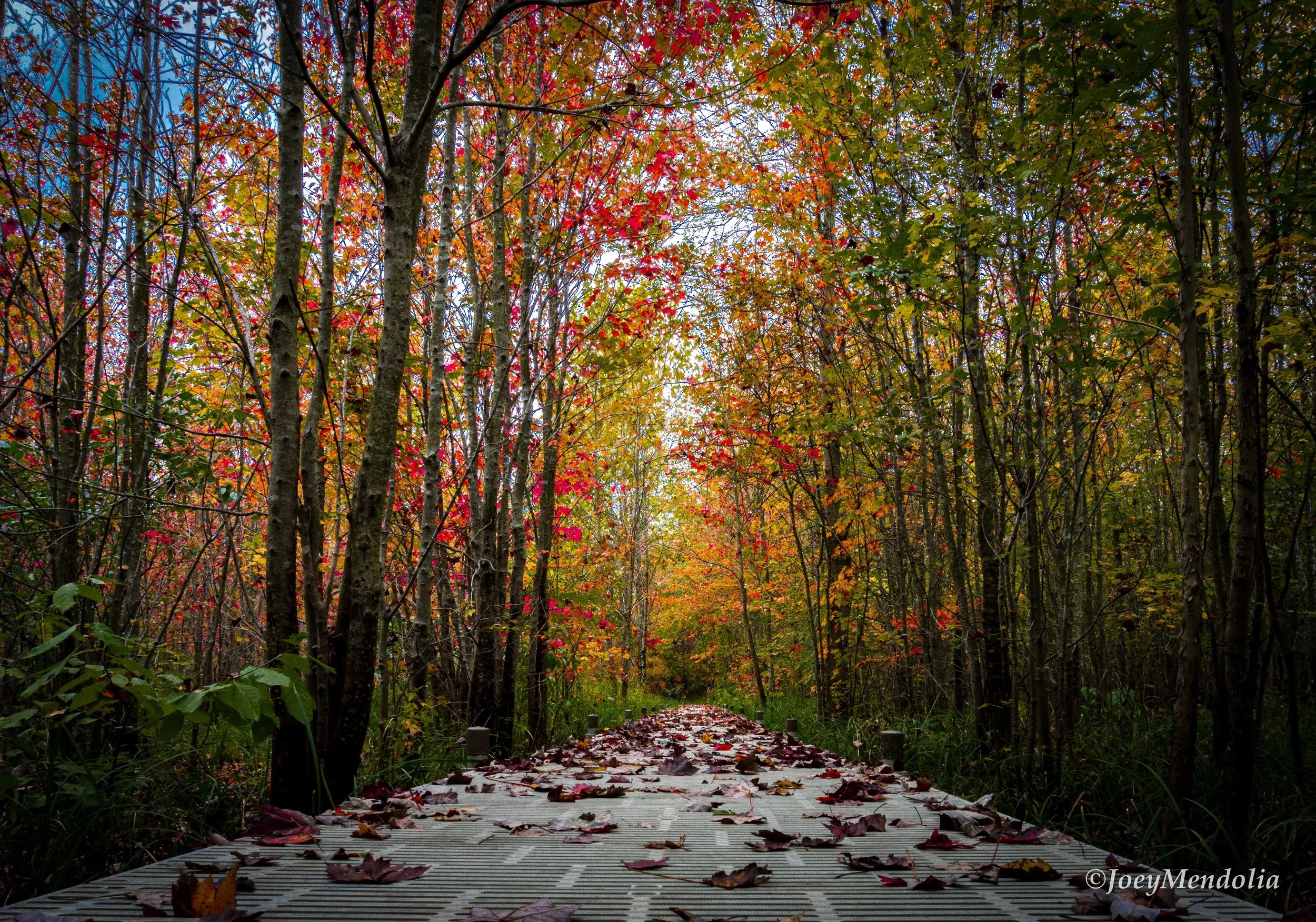 Fall Leaves-2.jpeg
