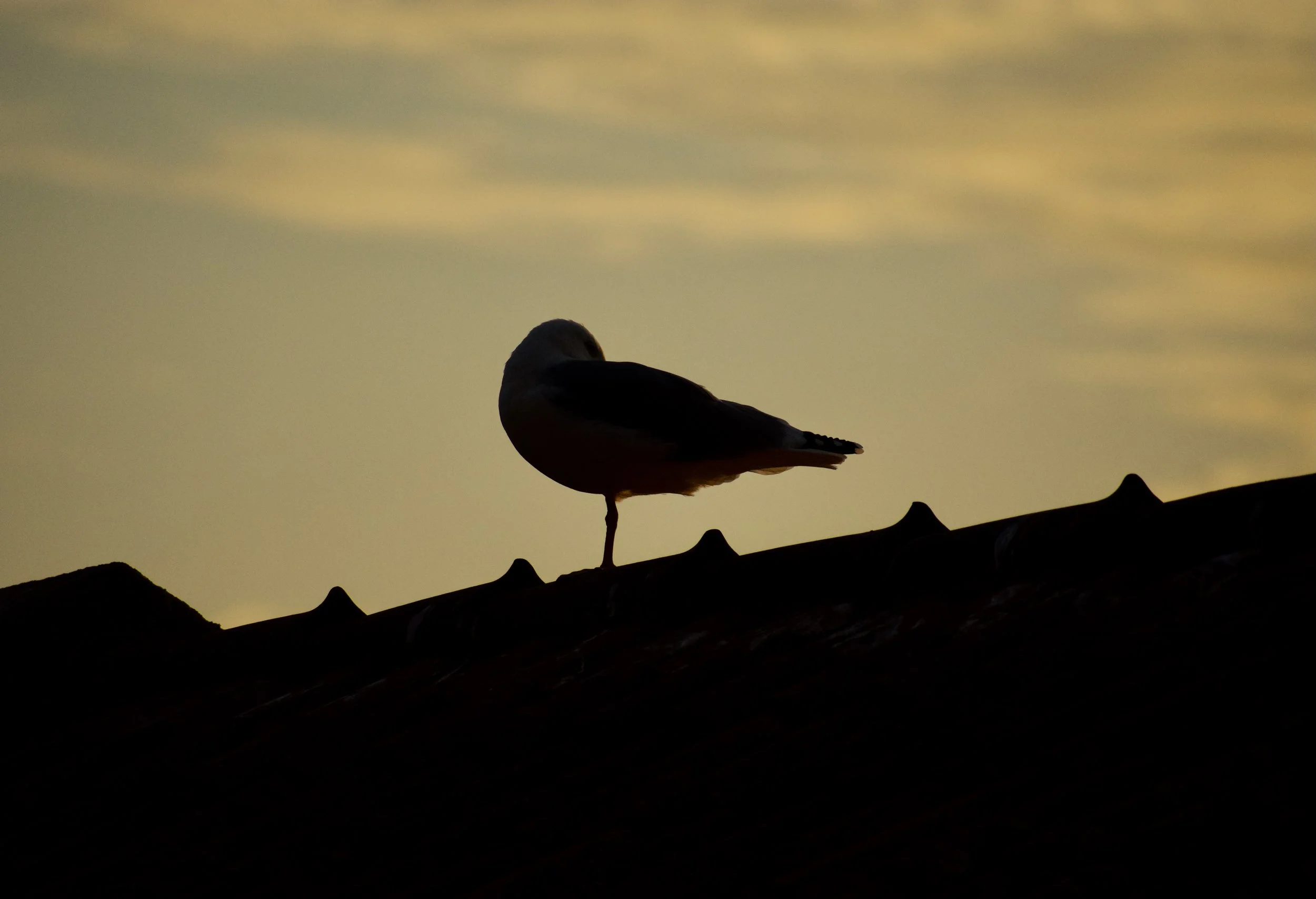 _DSC0459.jpeg