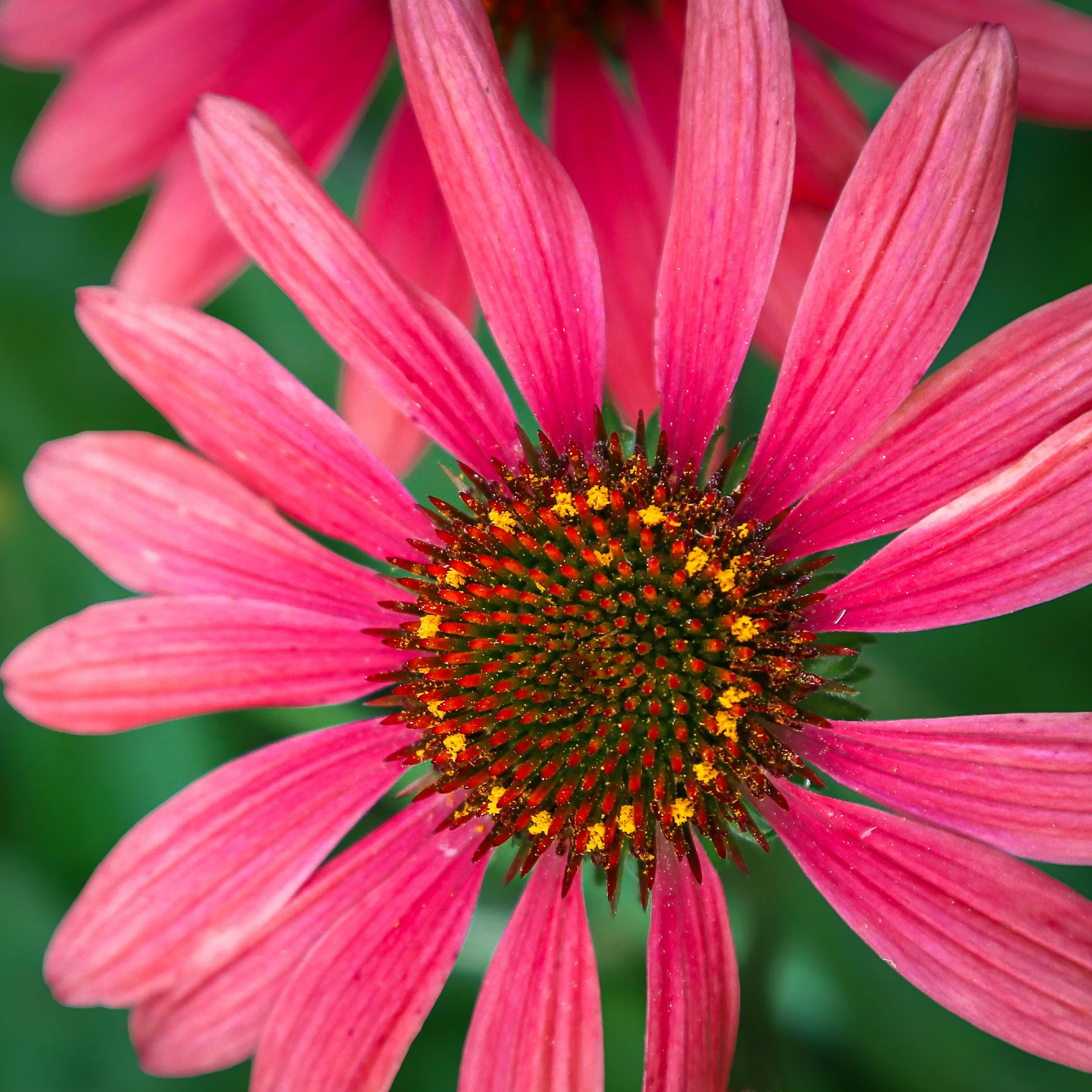 Alabama Flowers-1.jpeg