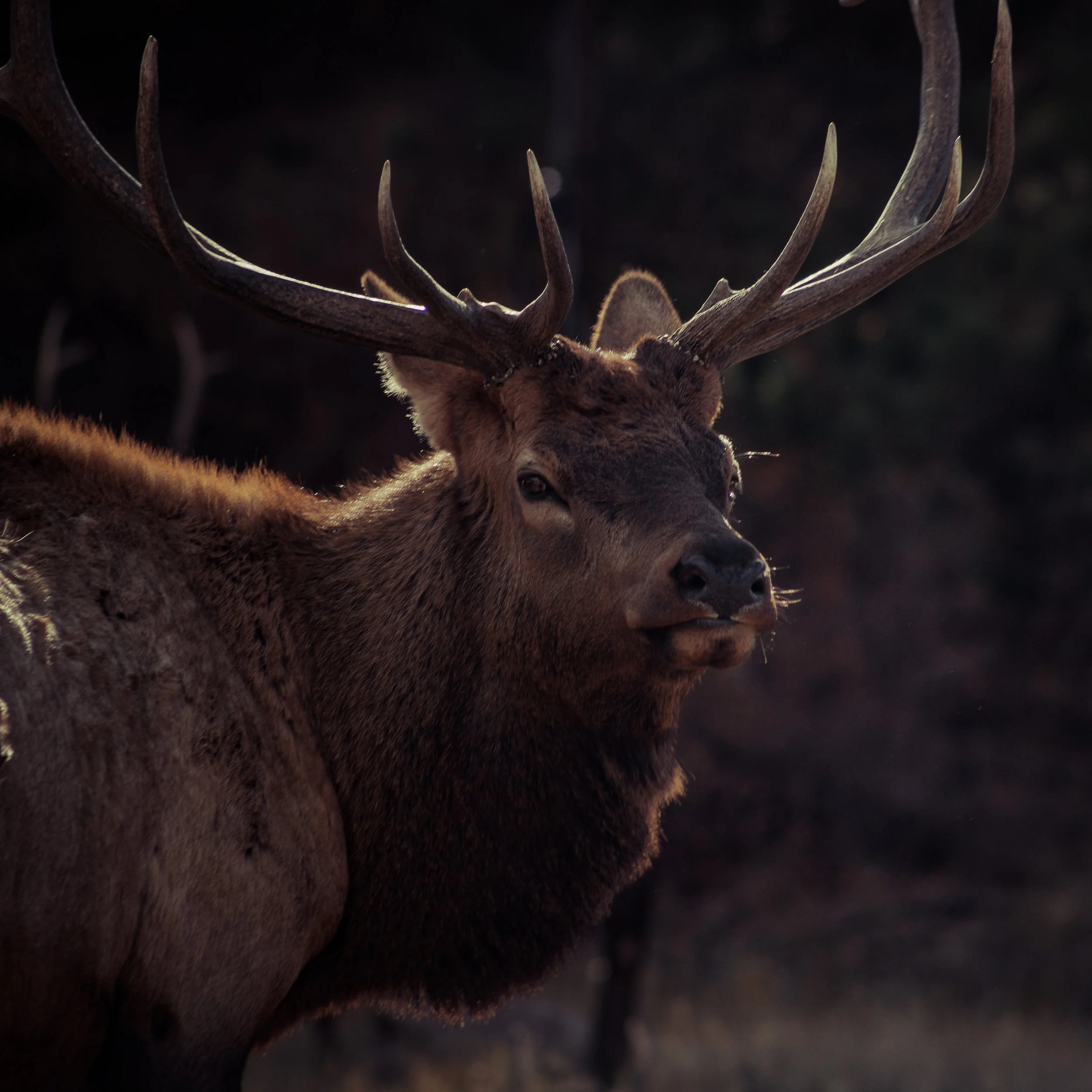 RMNP2024-7.jpeg