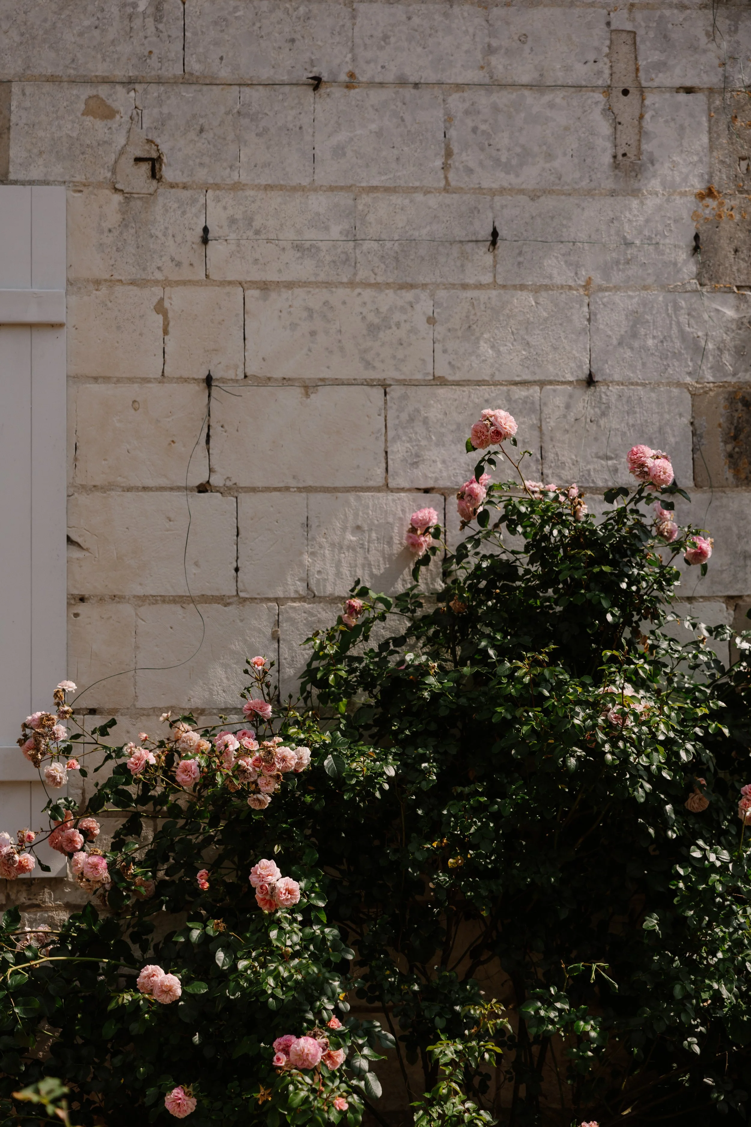Romantische rozen tegen een klassieke Franse gevel tijdens een elegante destination wedding in Frankrijk met een tijdloze en verfijnde sfeer