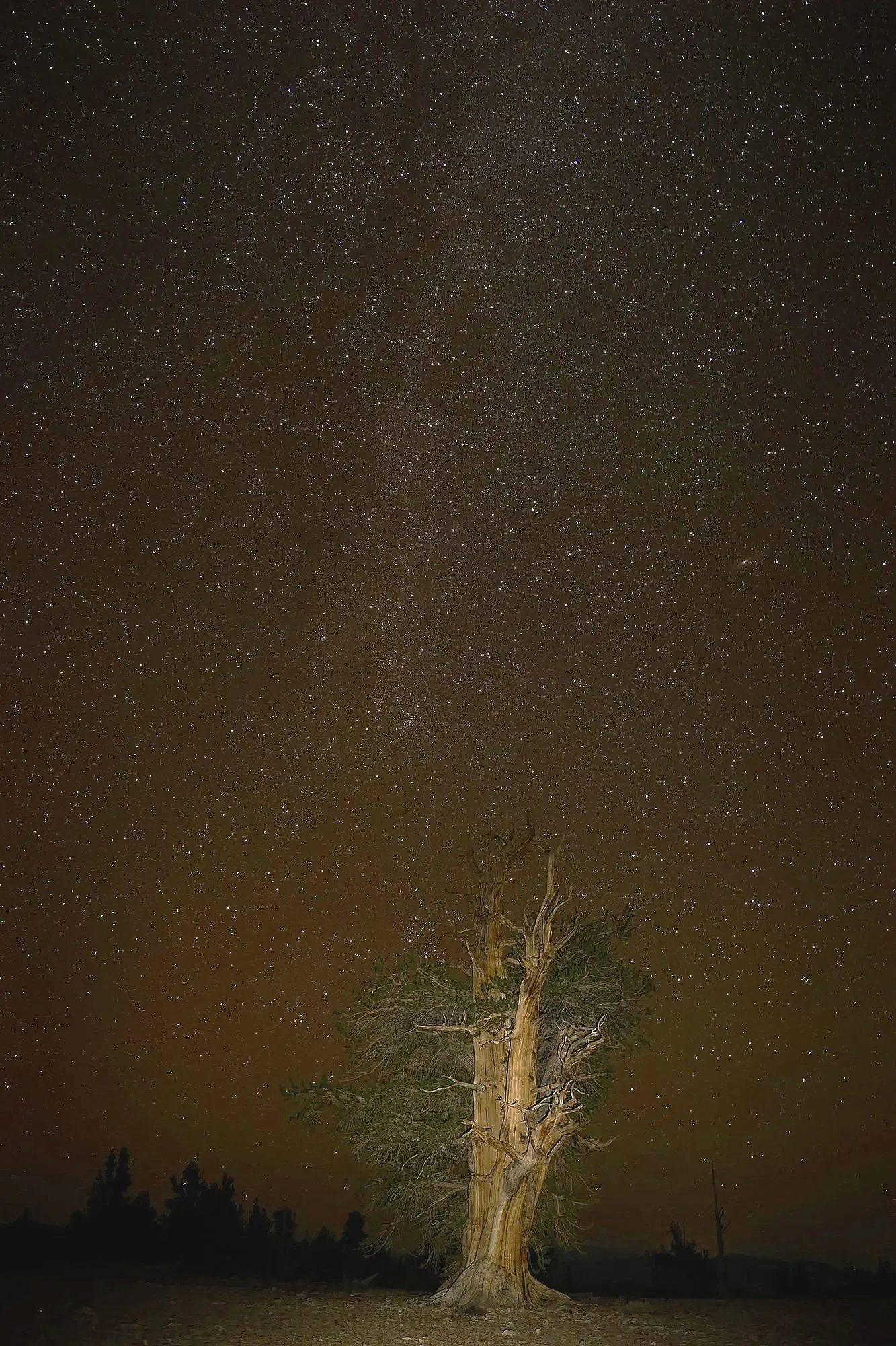 Amy H White Mt. Bristlecone