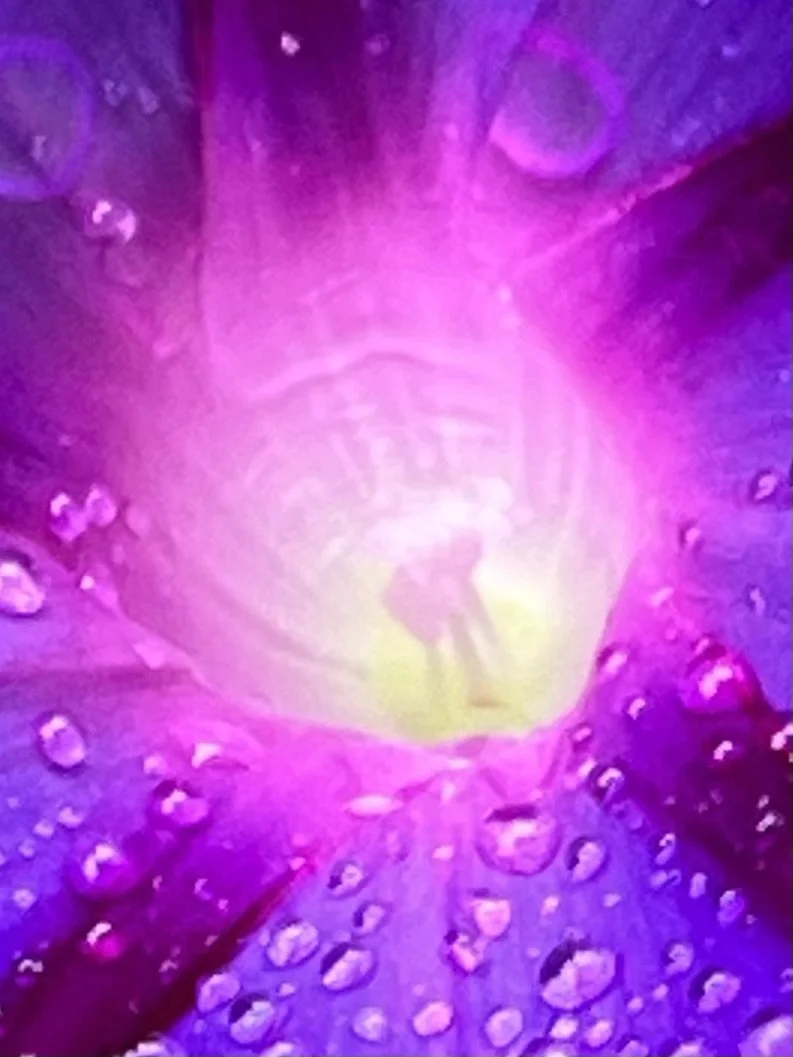 Dolores Blalock Morning Glory