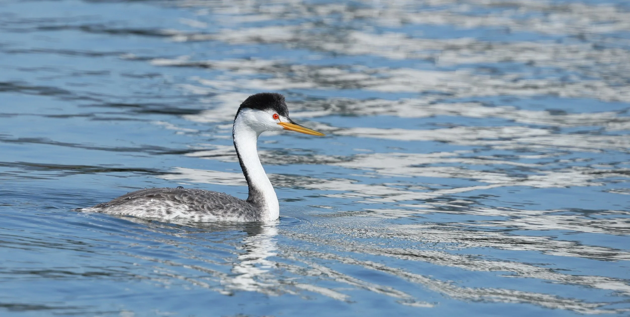Amy H Grebe on Shattered Water