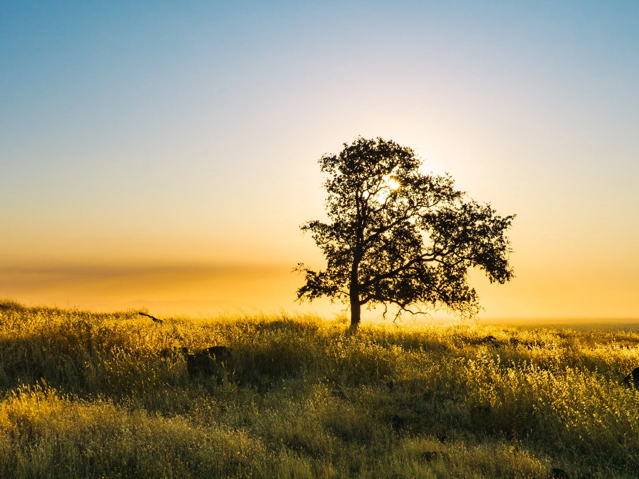 Scott Hill Solitary Oak Click for full view