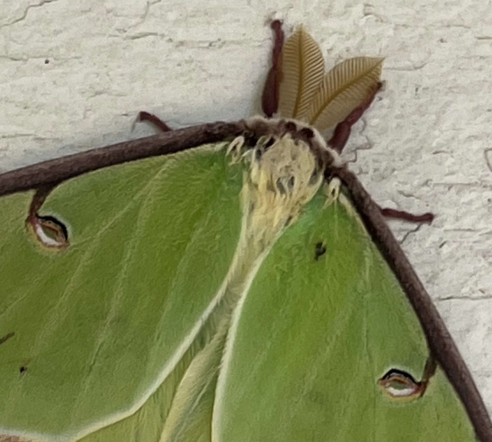 Dolores Blalock Luna Moth