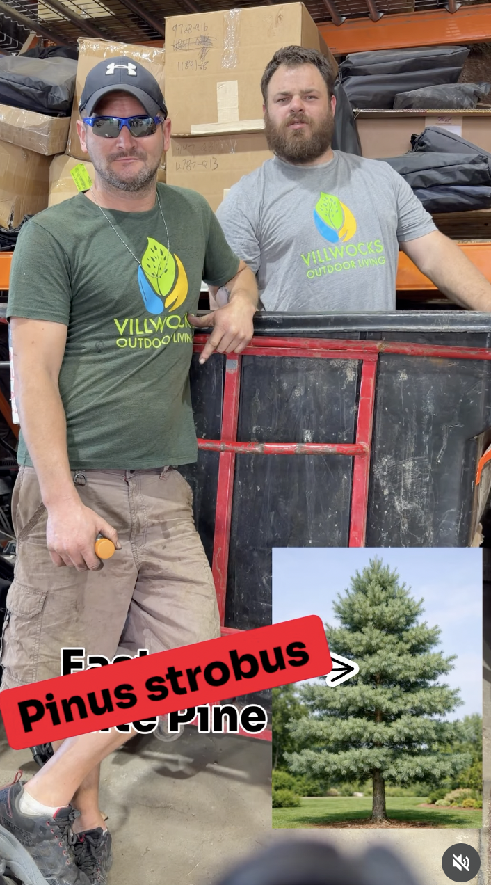 Two men standing in front of storage boxes in a warehouse. One man is wearing sunglasses, a gray baseball cap, and a green shirt with a logo, while the other man is wearing a gray shirt with the same logo. There is a red cart in front of them and a small photo of a Pinus strobus or Eastern White Pine tree is added to the bottom right corner of the image with a label pointing to it.