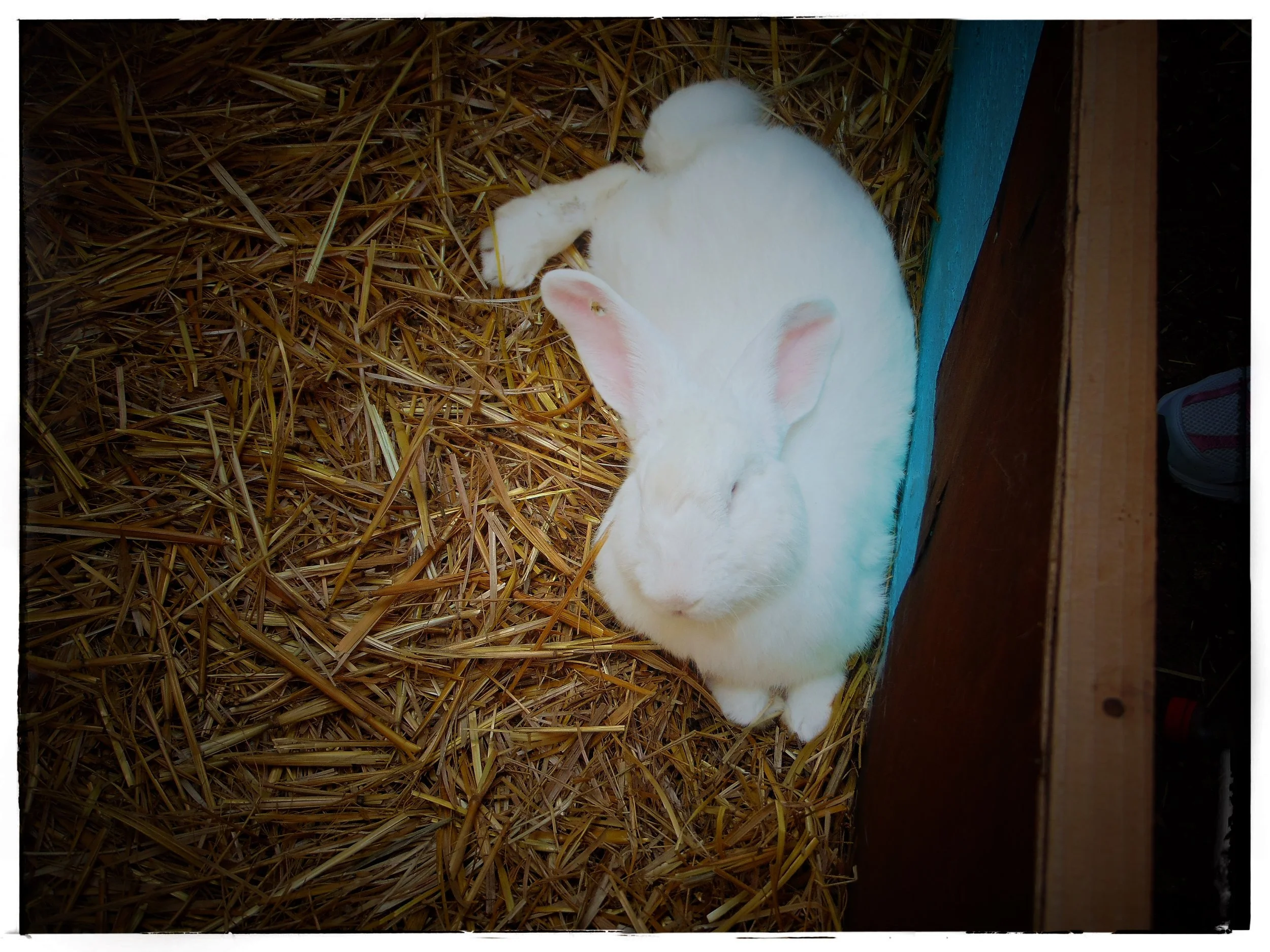 bunny.jpg