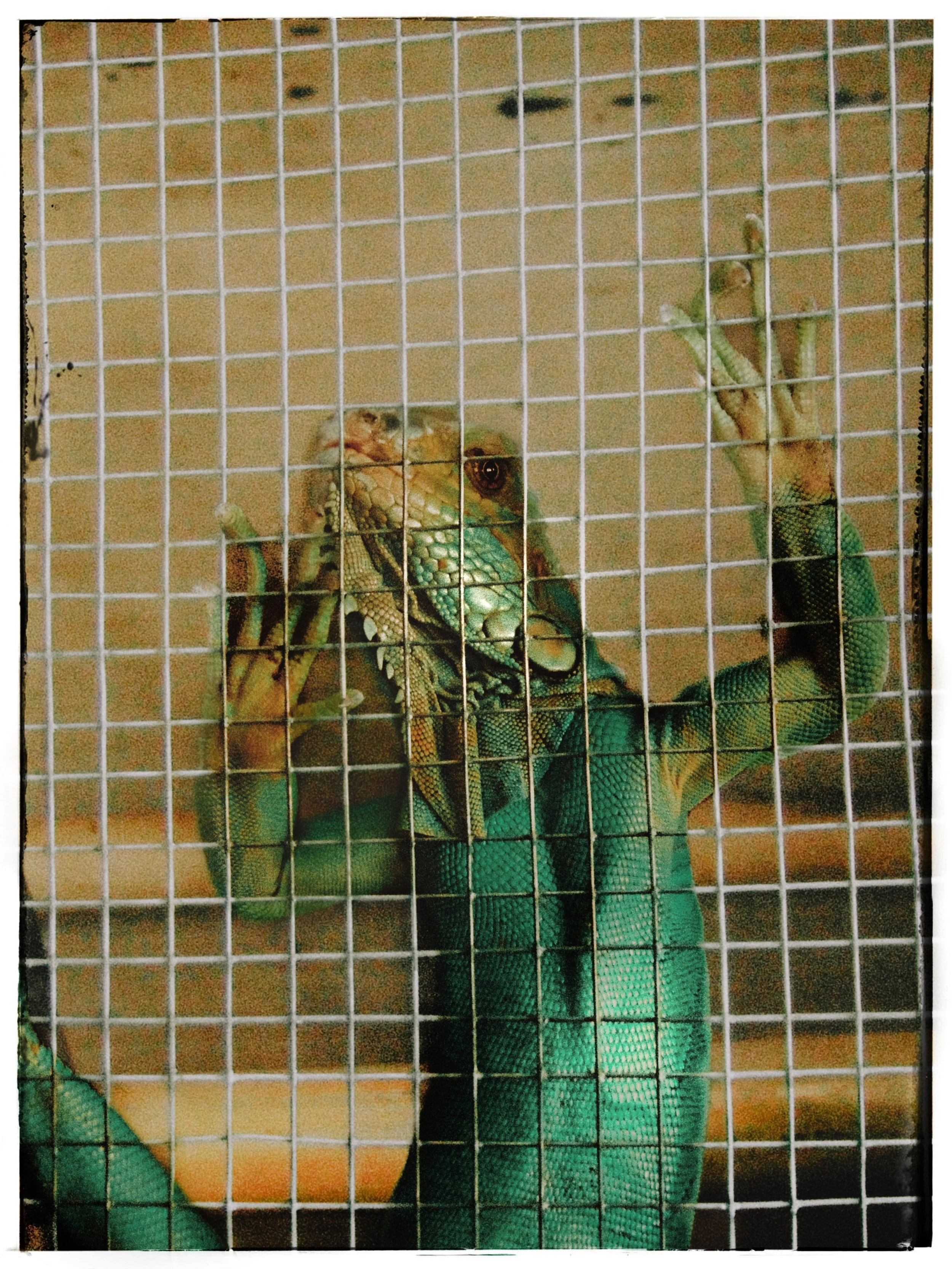 lizardd.jpg