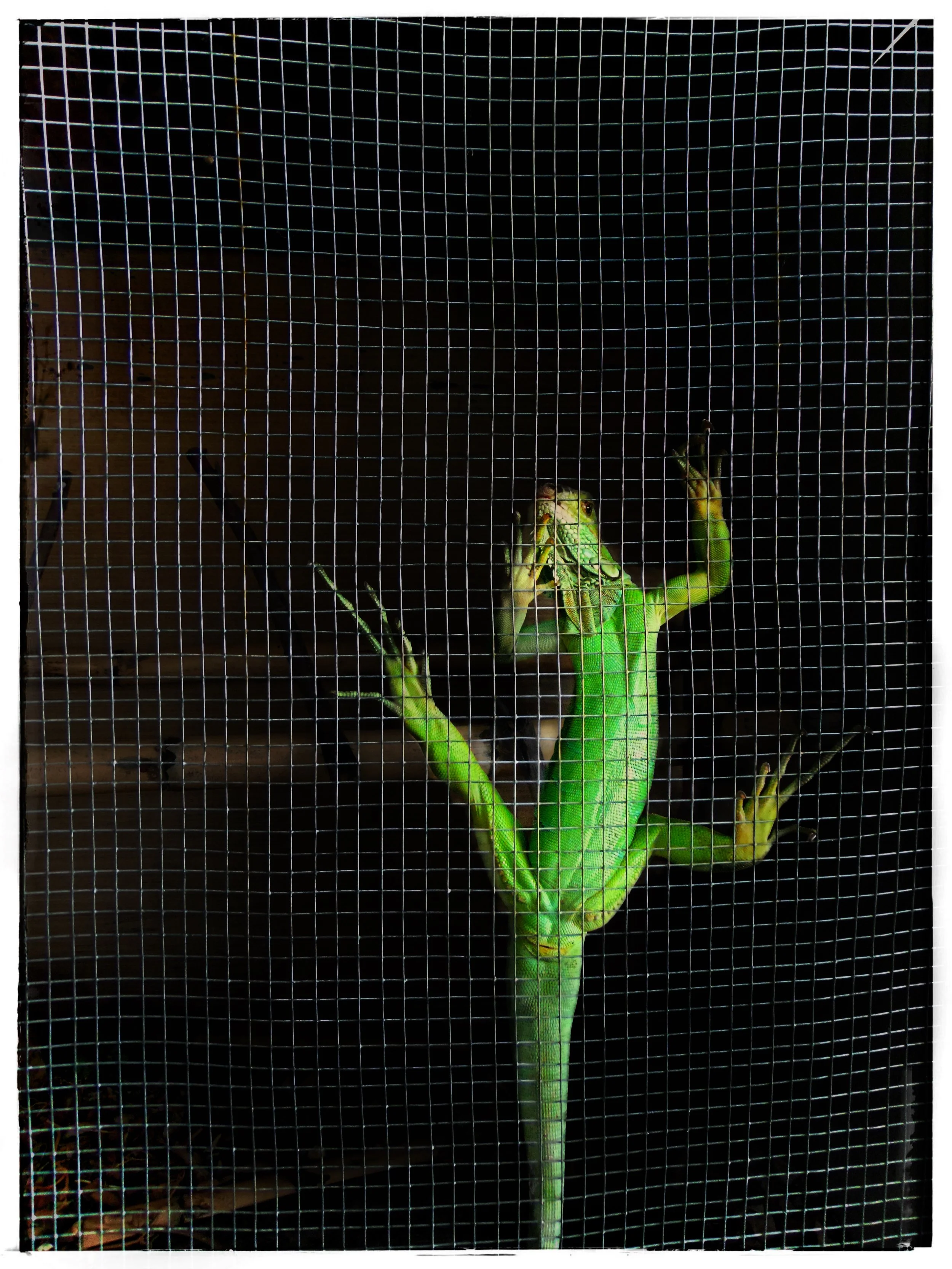 gecko.jpg