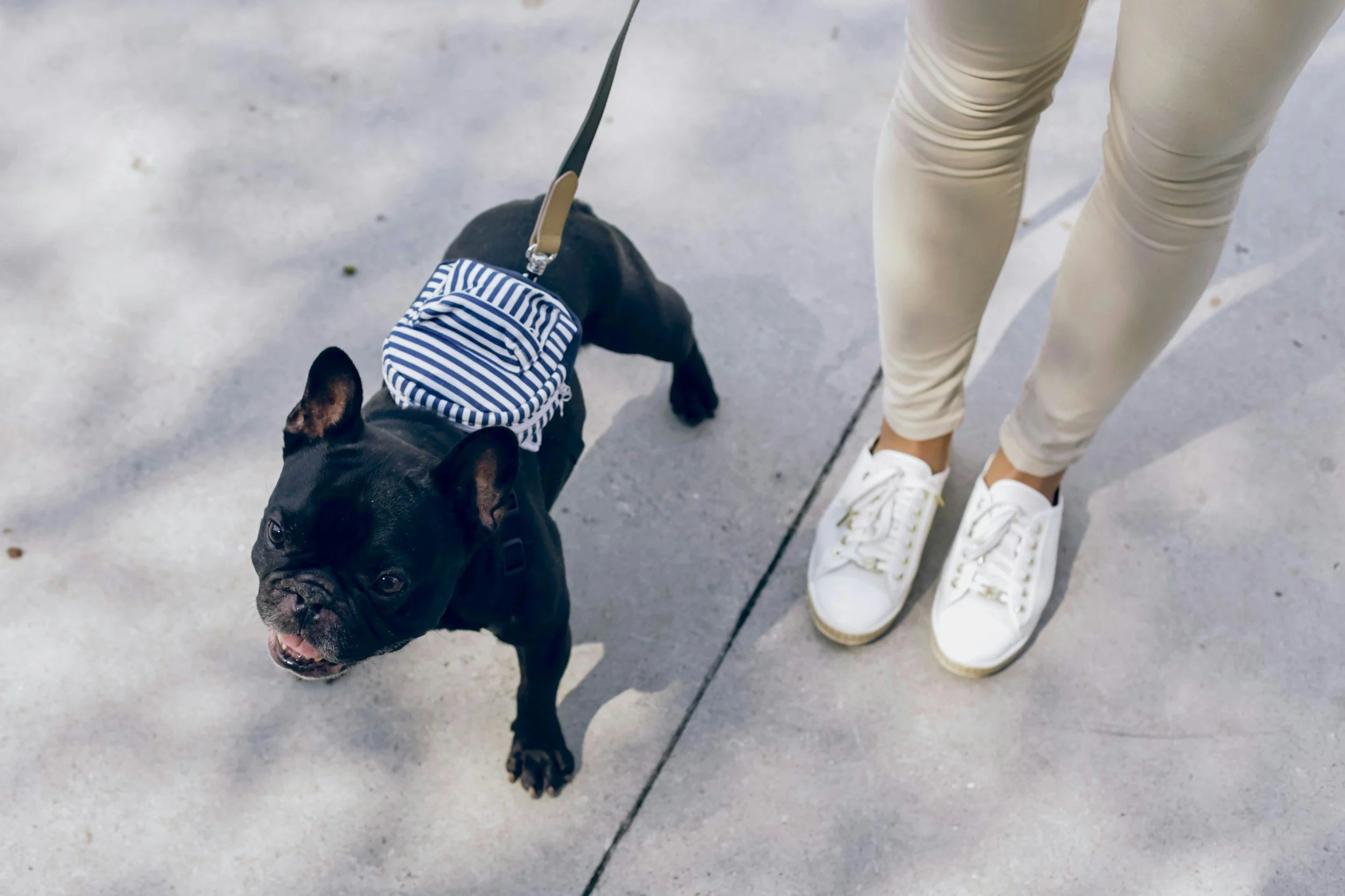 A person wearing beige pants and white sneakers standing on concrete, holding a leash attached to a black French Bulldog wearing a striped harness.