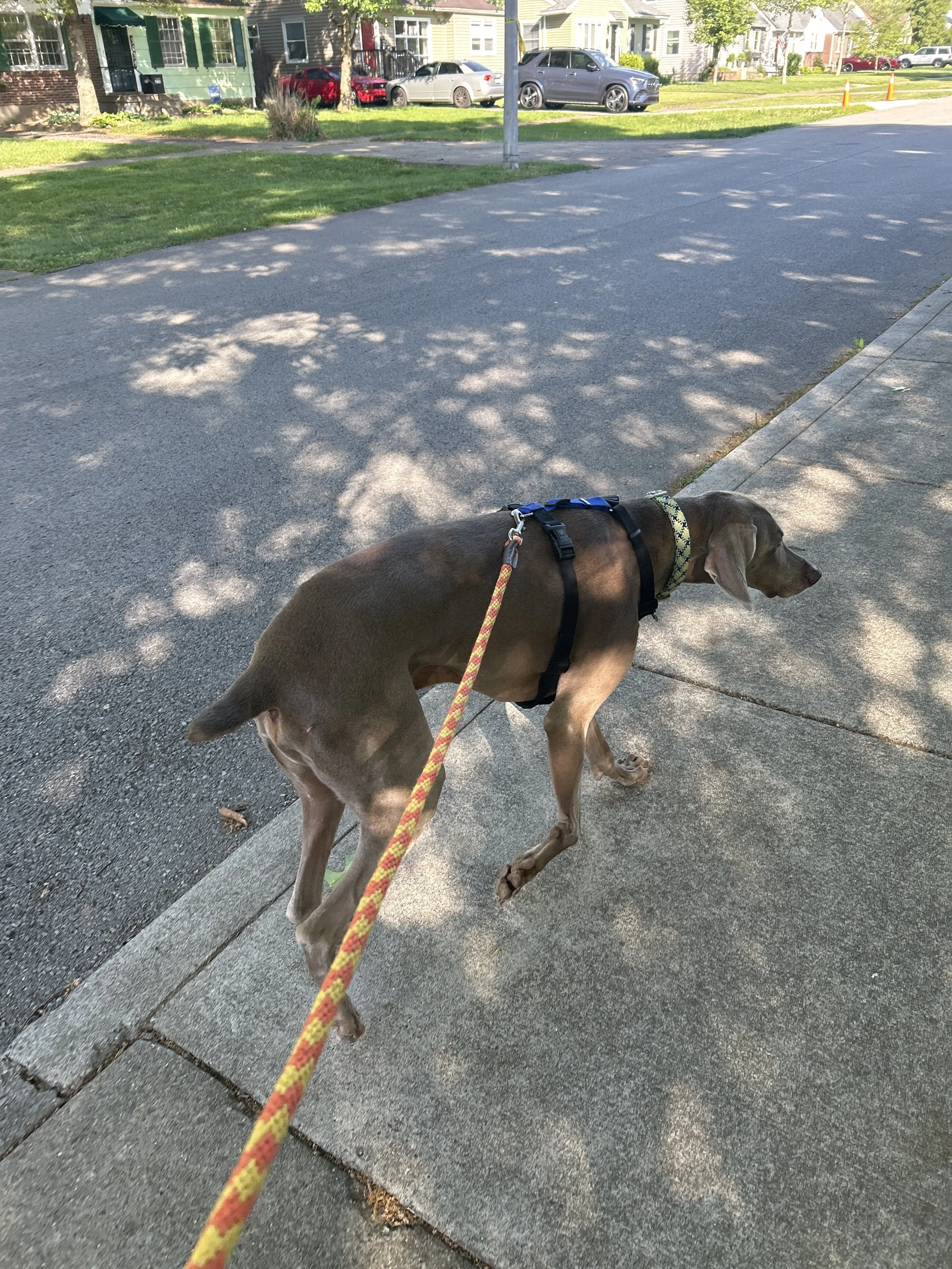 Henri enjoying a dog walk with his pet sitter at Got 2 petsit.