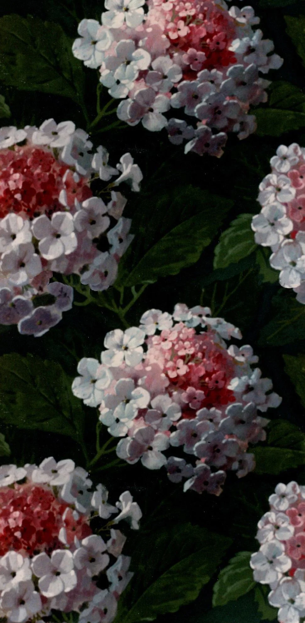 Close-up of pink and white hydrangea flowers with green leaves in the background.