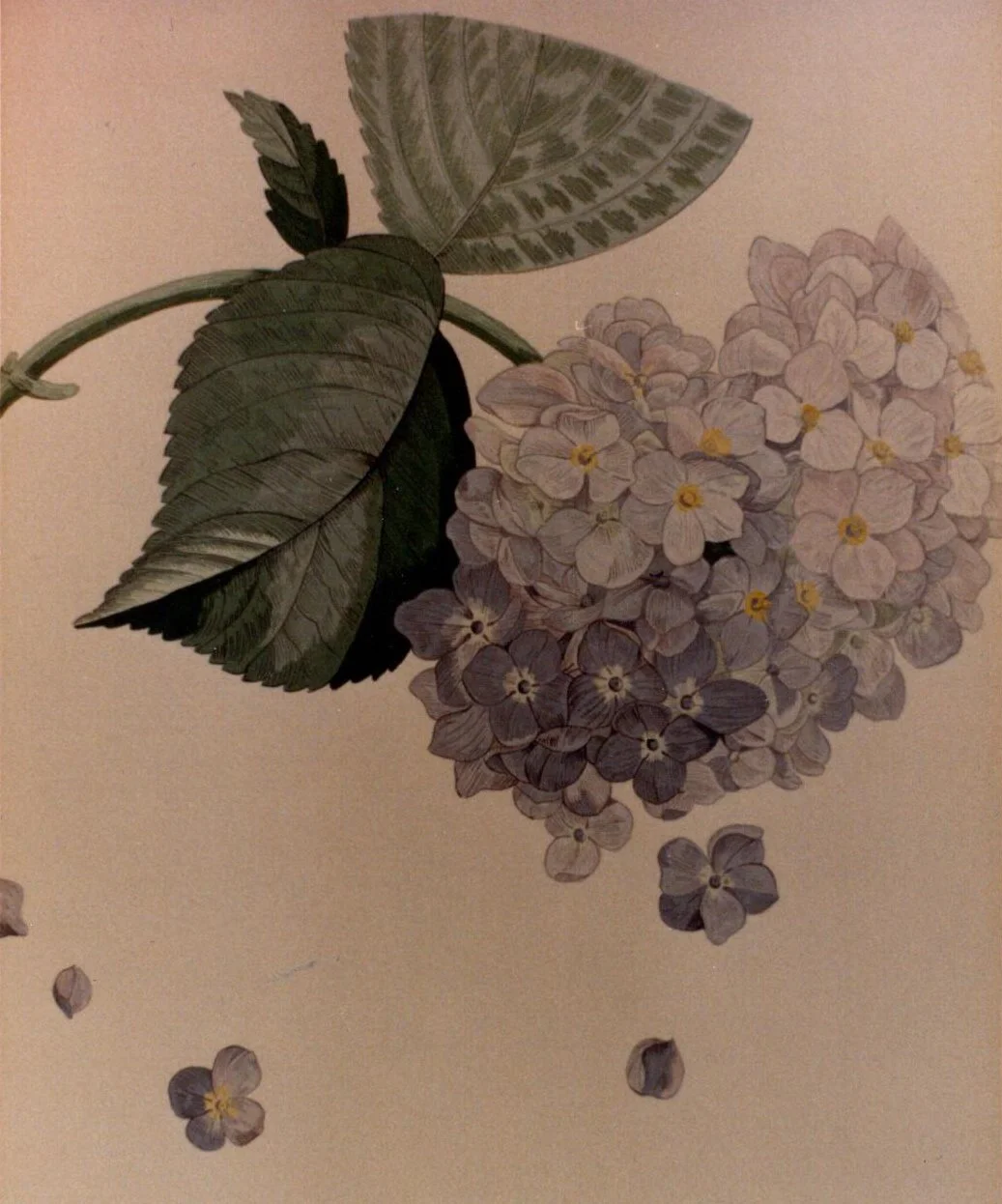 Larry Laslo/Redouté Hydrangea Inspired Design/Plate