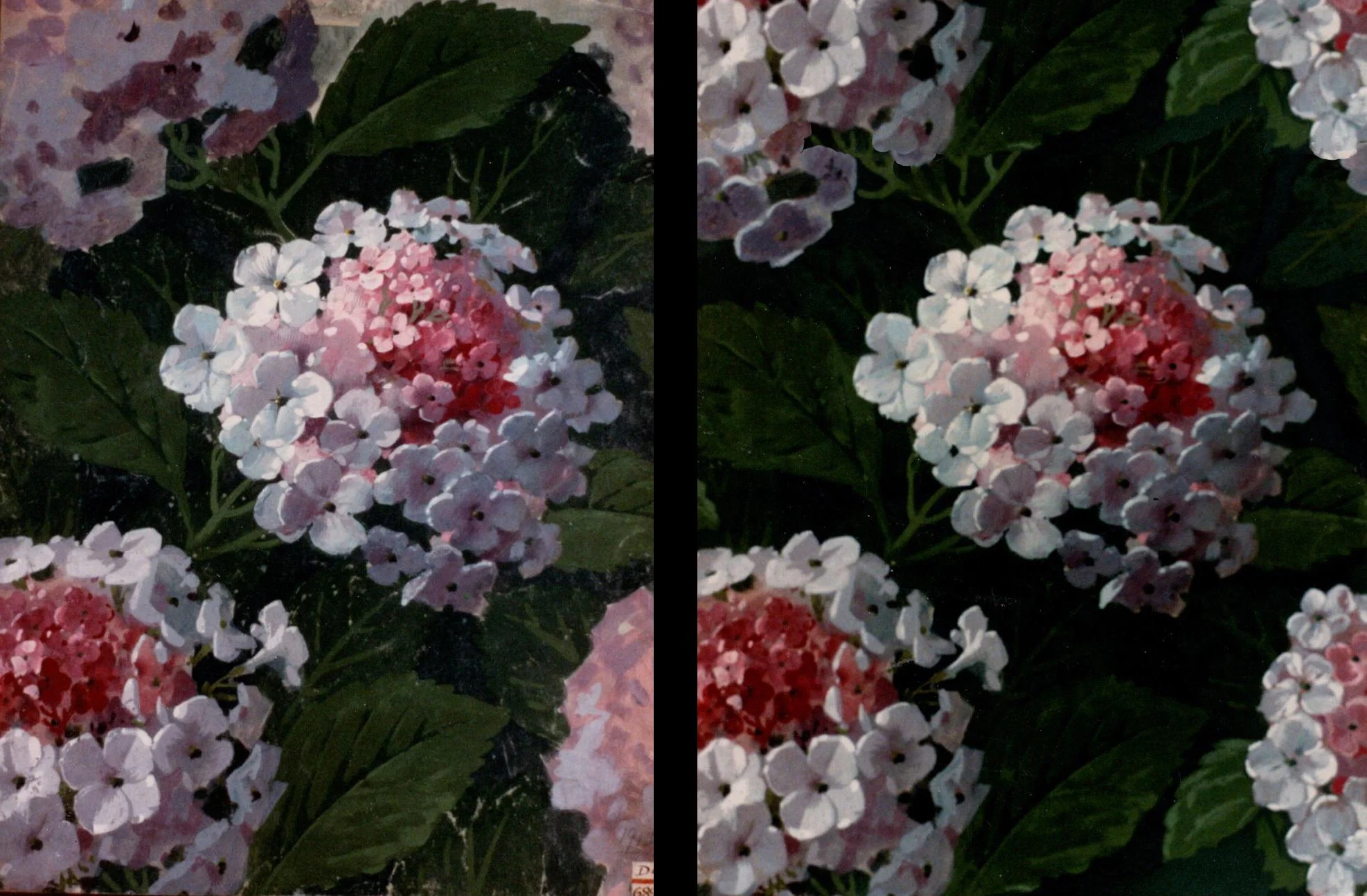 Design Library/Restoration of Hydrangea for Abrams/Before & After/Wrapping Paper Book