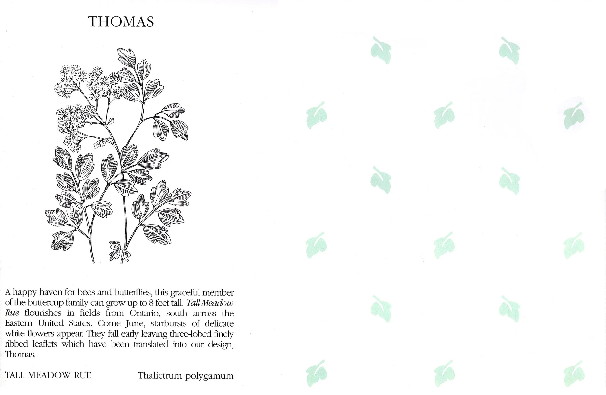 Hinson & Co/Illustrations for Foliage Wallpaper Book