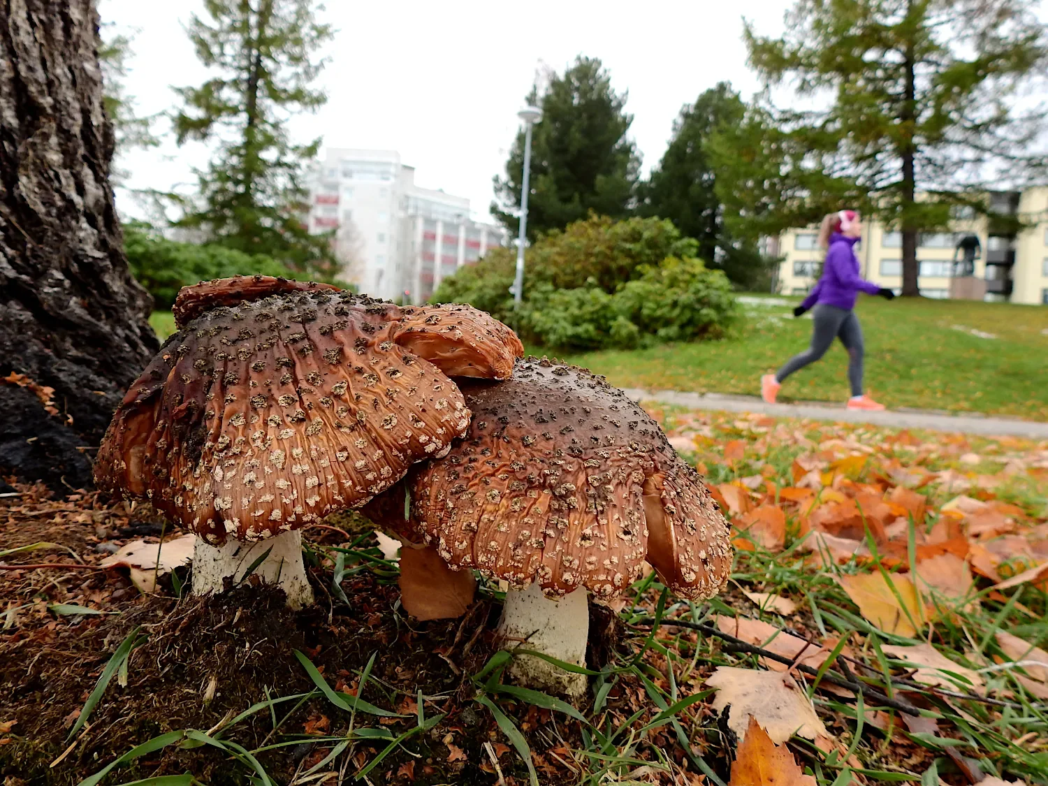 Mushrooms in the foreground with a hiler on a trail in the background in autumn in Finland