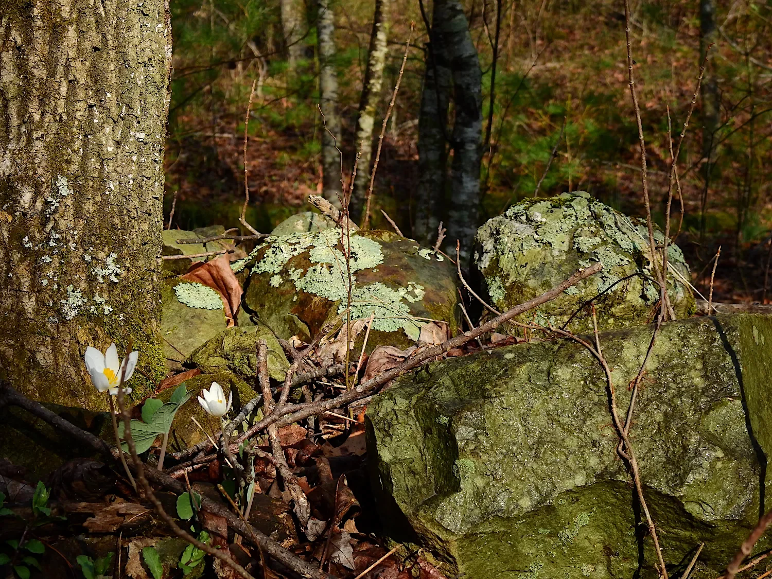 Blood root flowers (Sanguinaria canadensis) and greenstone boulders with lichens in the Blue Ridge Mountains of Virginia