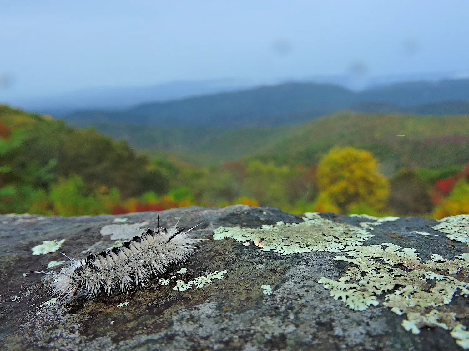 Hickory Tussock Moth caterpillar (Lophocampa caryae) in Shenandoah National Park
