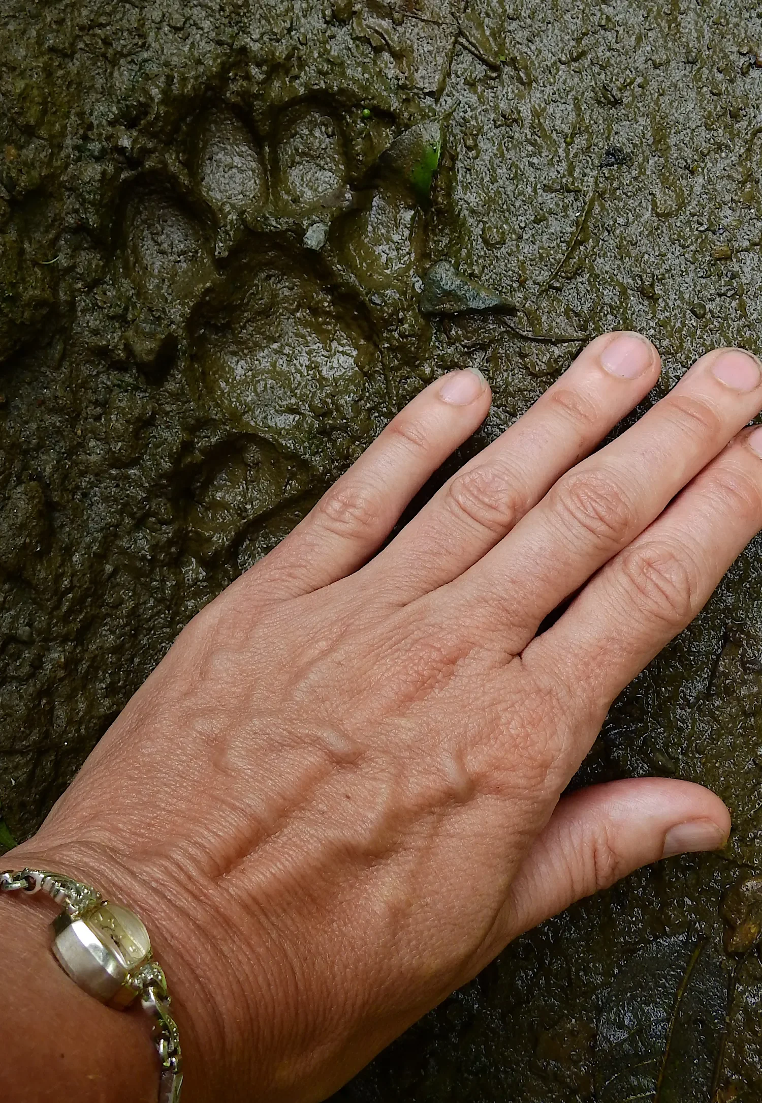 Bobcat track in the mud and hand for comparison