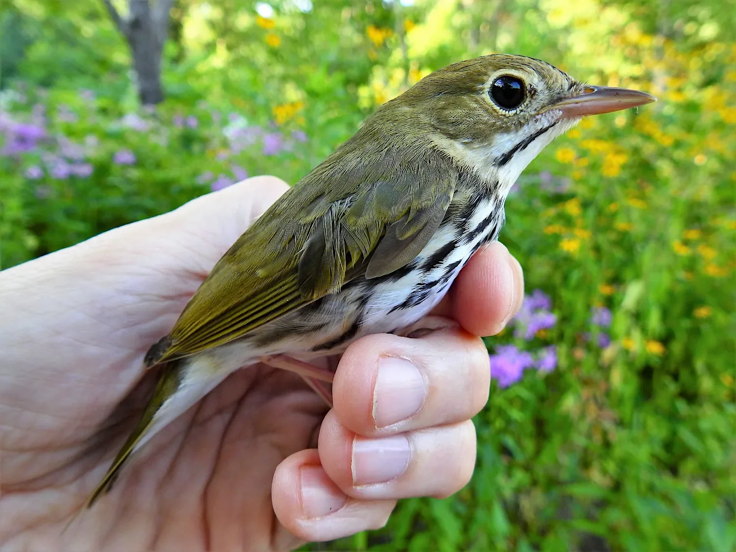 Ovenbird (Seiurus aurocapilla) in someone's hand