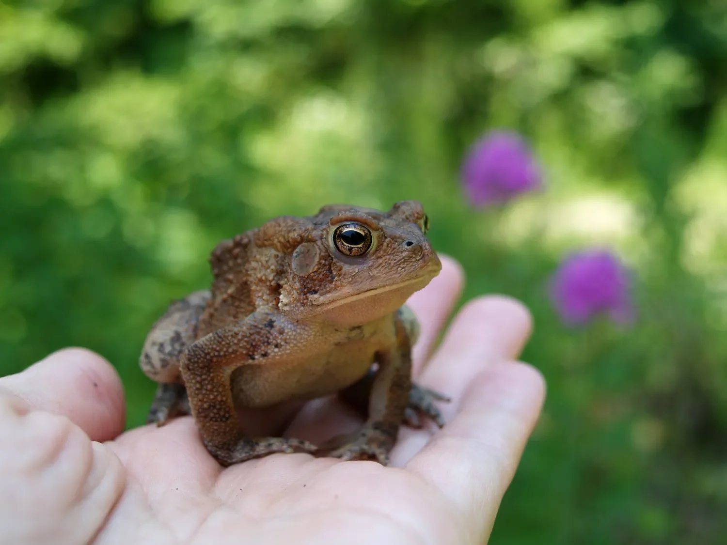 Female American toad (Anaxyrus americanus) sitting on an open hand