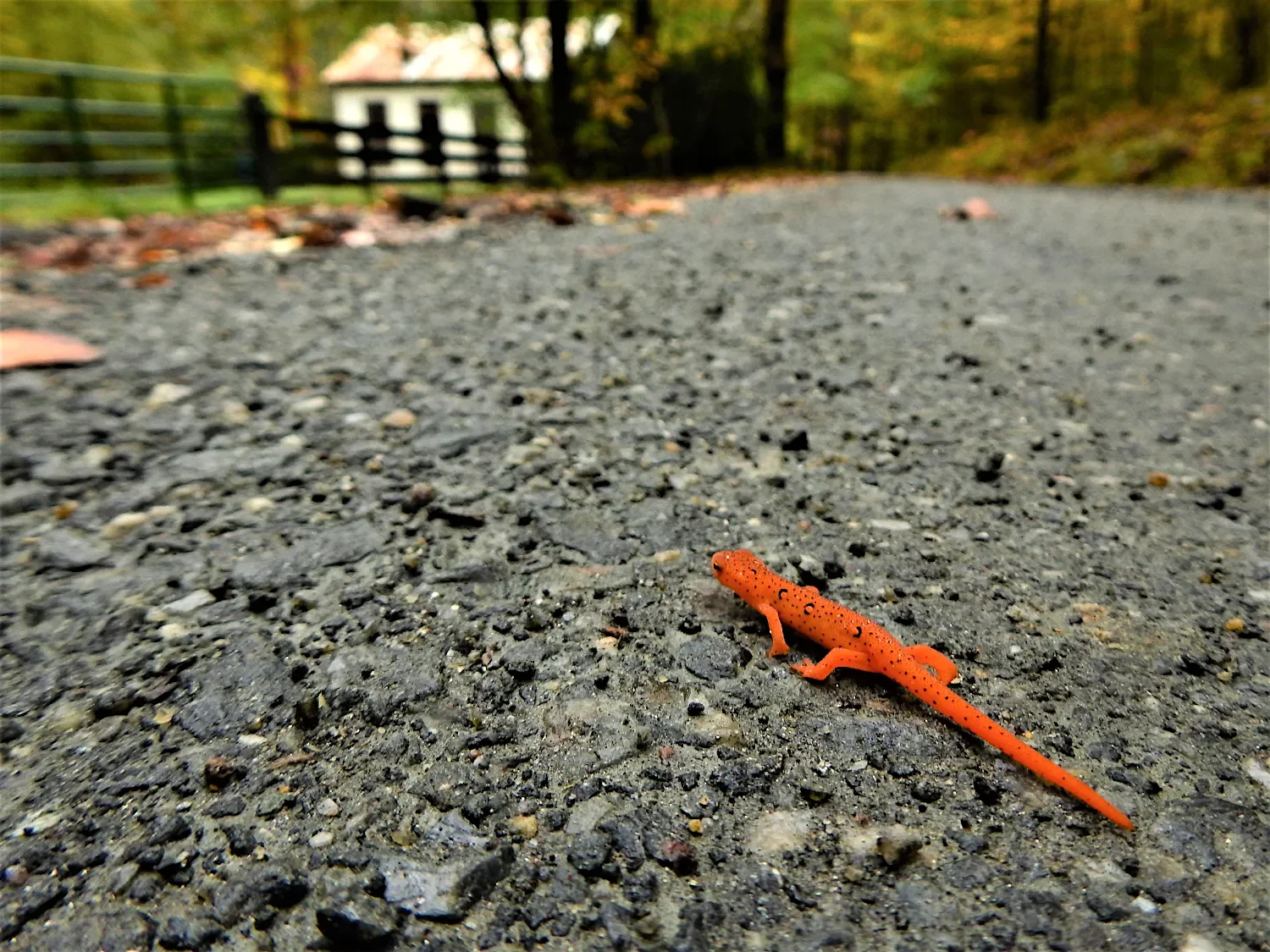 Juvenile eastern newt (Notophthalmus viridescens), red eft, crossing a road toward an old school house in the Blue Ridge Mountains of Virginia