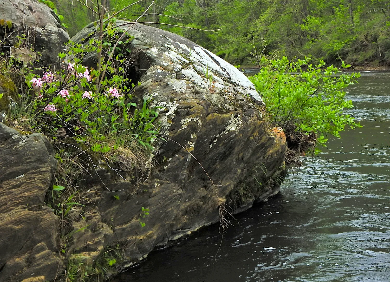 Boulder with pinkster flower (Rhododendron periclymenoides) along the Rockfish River in Schuyler, Virginia