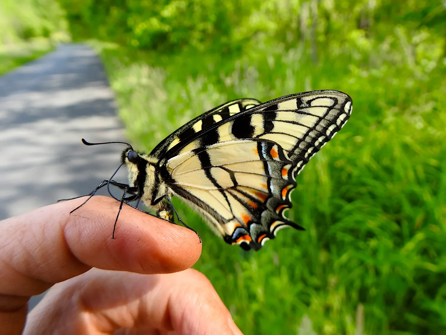 Eastern tiger swallow tail butterfly (Papilio glaucus) on a hand