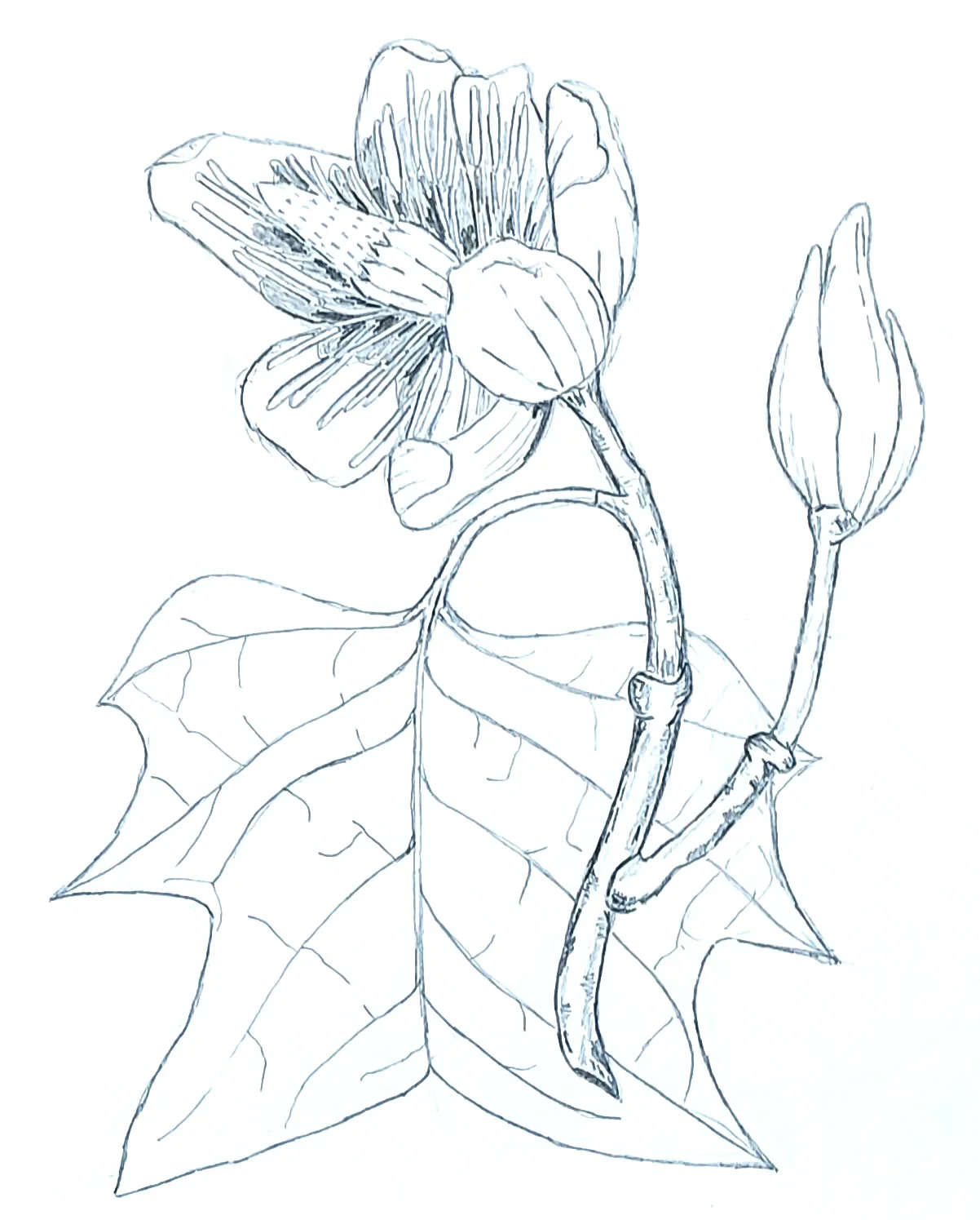 Tulip poplar (Liriodendron tulipifera) sketch by Jamie K. Reaser