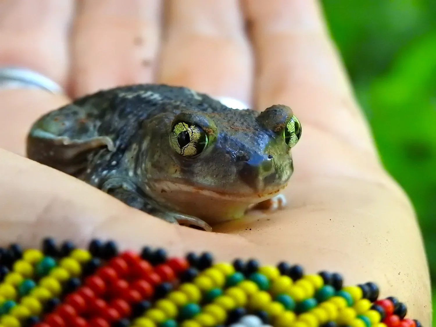 Eastern spadefoot toad (Scaphiopus holbrookii) sitting in a hand with a Shibipo beaded bracelet