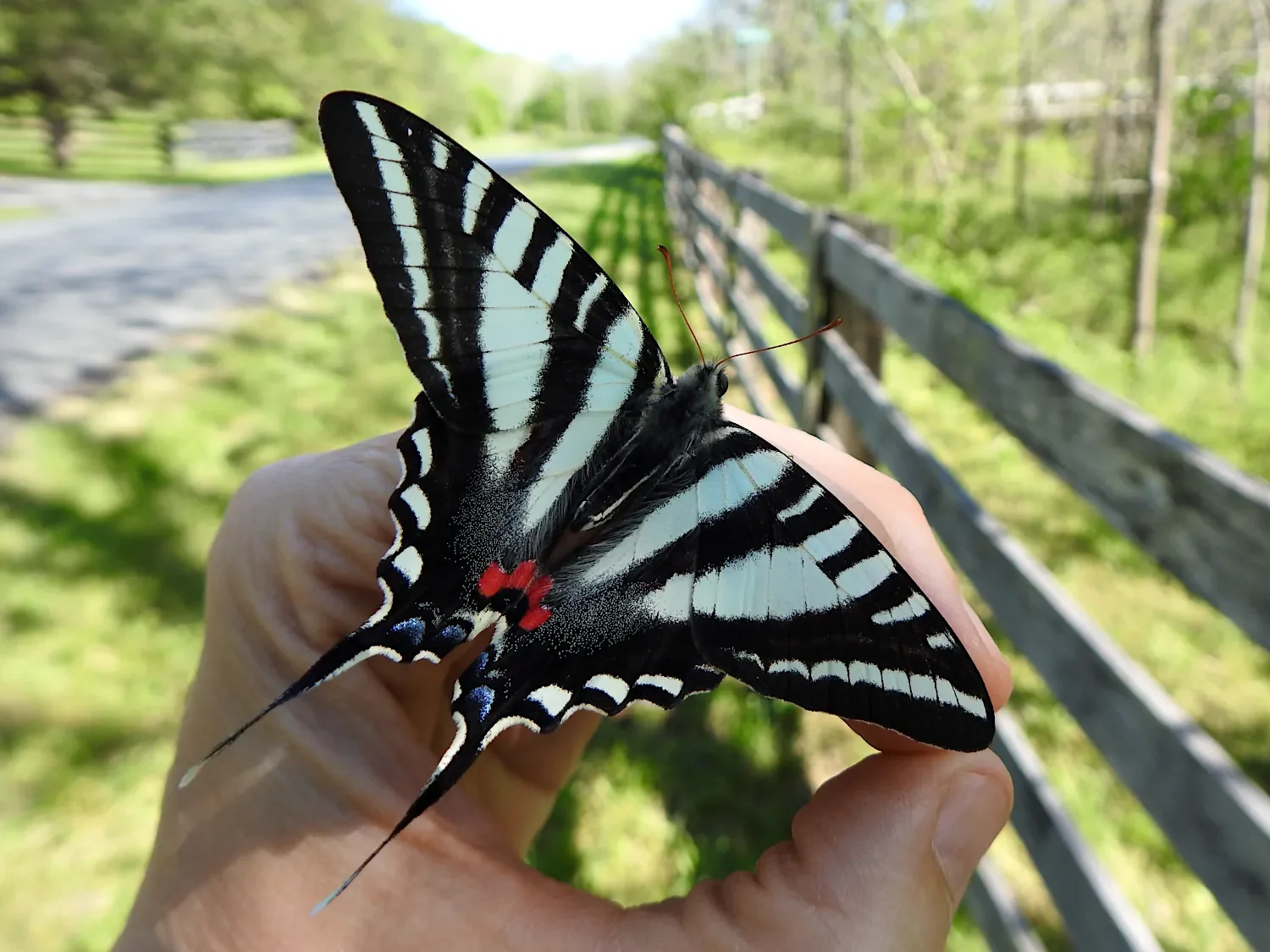 Zebra swallowtail butterfly (Eurytides marcellus) sitting on a person's hand with a fence and road in the background