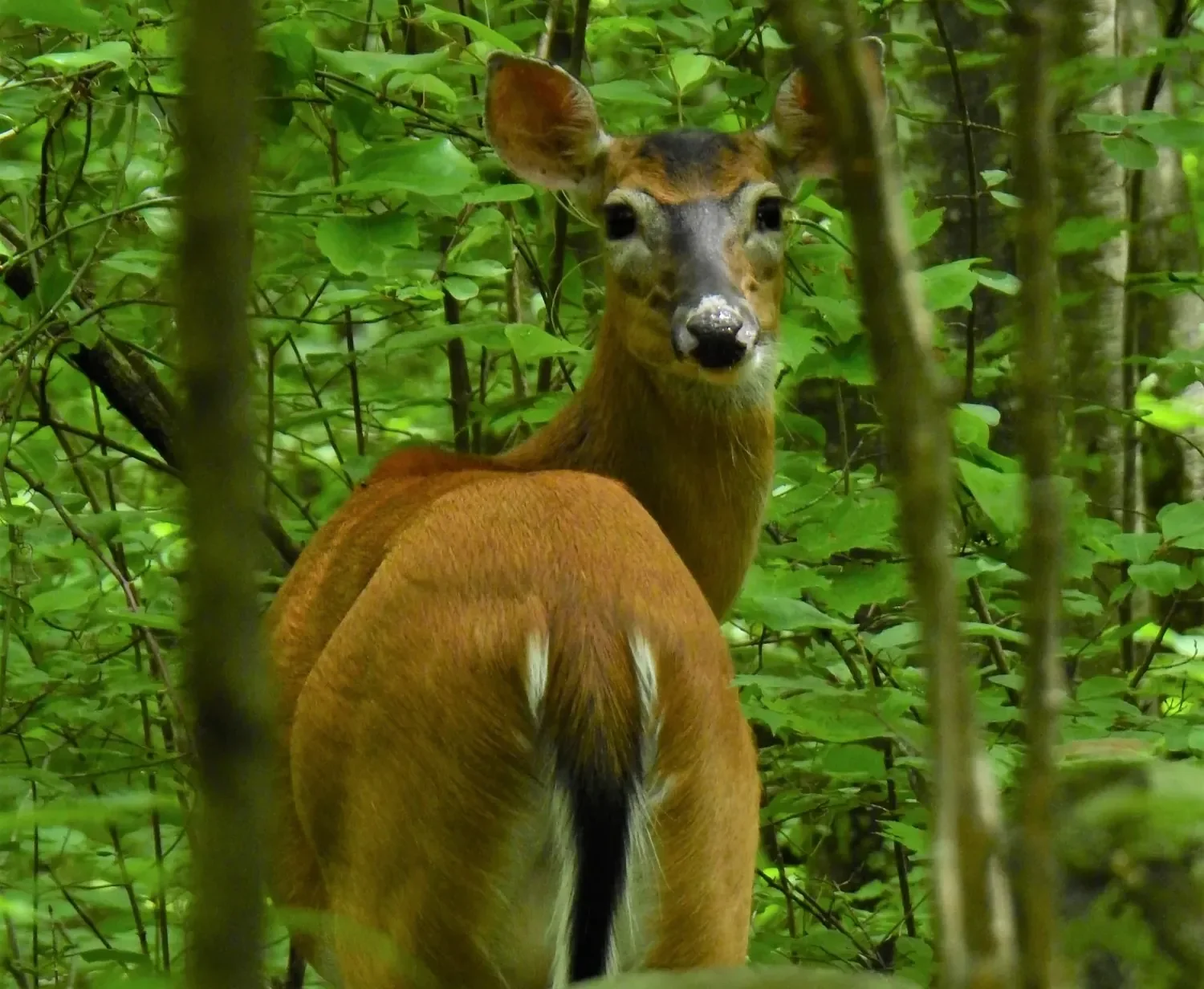White-tailed deer (Odocoileus virginianus) standing in a summer woodland