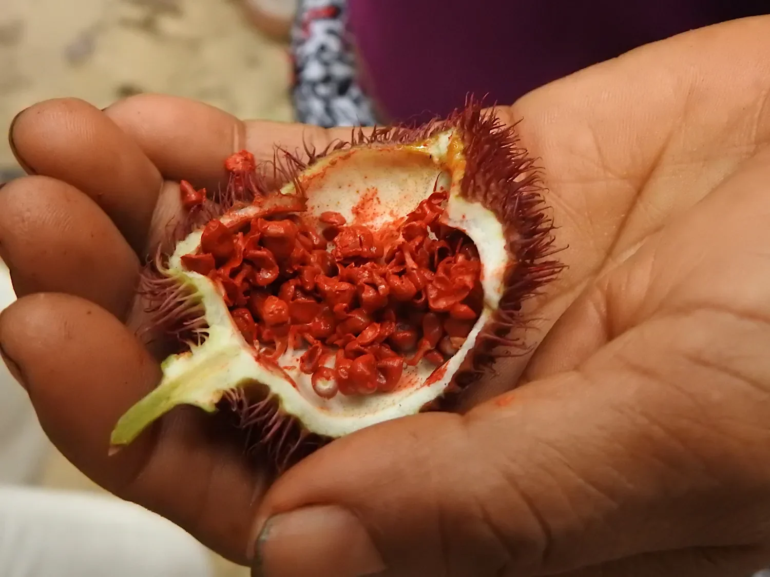 Achiote seed pod in hand in the Peruvian Amazon
