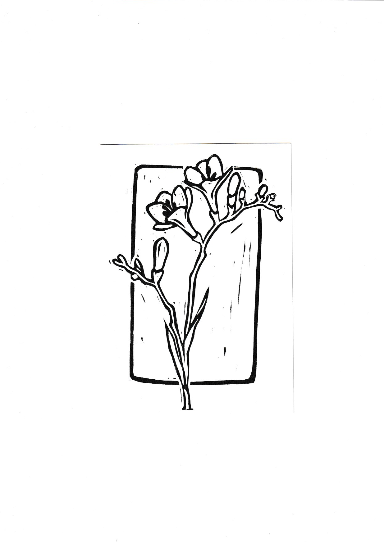 Freesia.png
