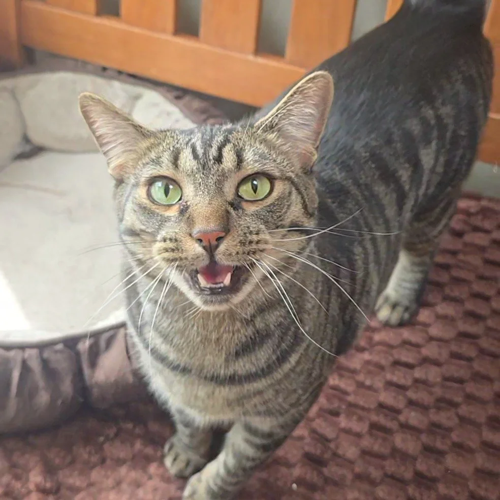 If you keep taking photos of Remy - each one will continue to be like this, because he is just the most talkative and friendly guy you will meet! Plus look at that gorgeous coat!