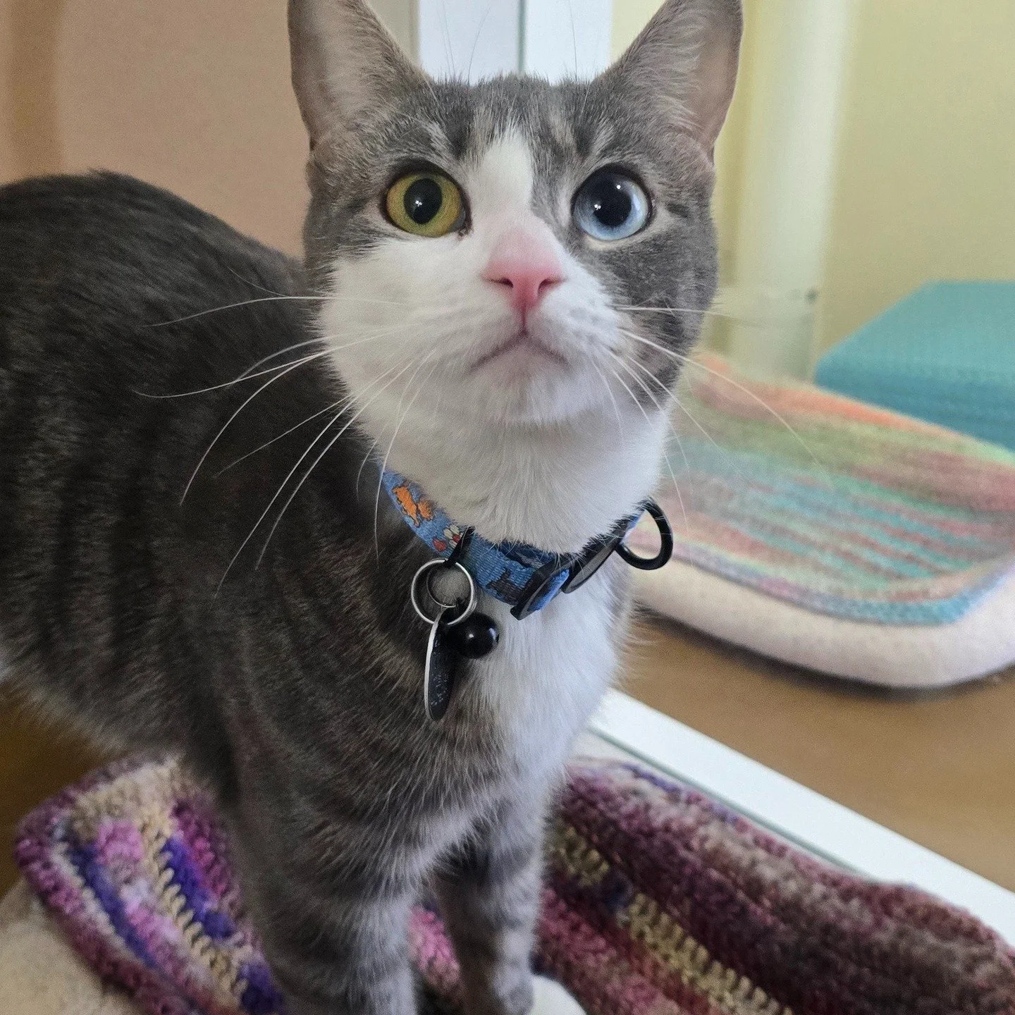 Iris has a very unique trait of having 2 different colored eyes! It was her first time boarding and she was just the sweetest girl! She got SUPER excited for pets and attention.