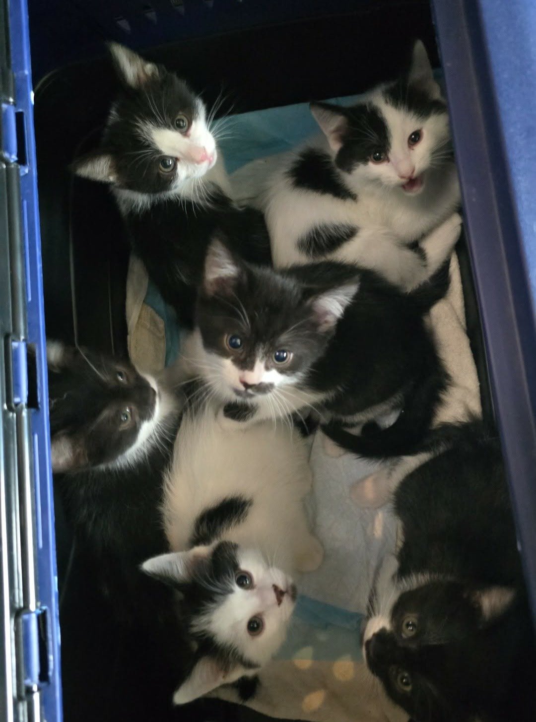 We can't get over how perfect the first litter of the year is!
We still have 4 available for adoption through @eapl_animalrescue